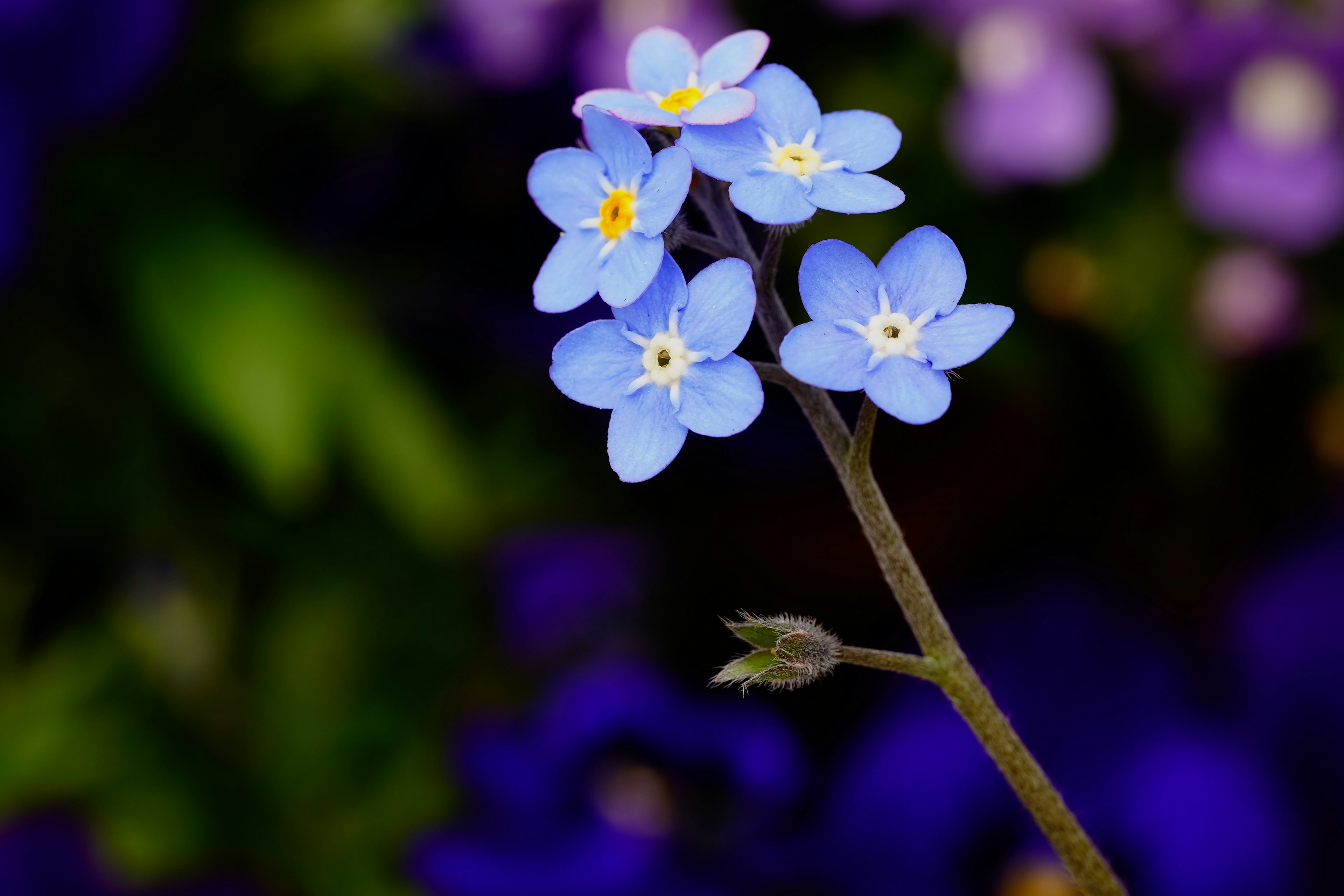 Raggruppamento di piccoli fiori blu con centri gialli su uno sfondo viola sfocato