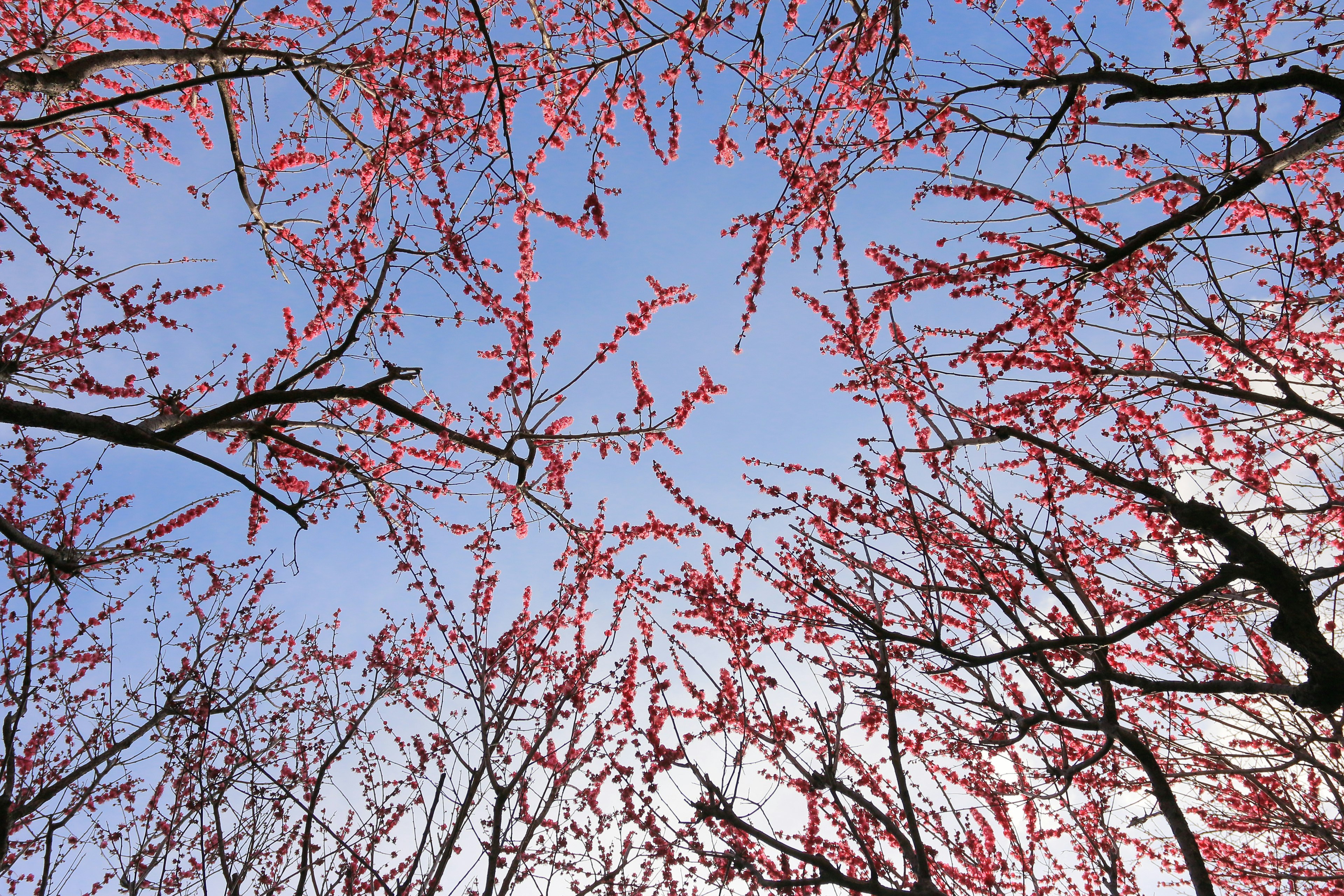 Ramas de cerezos en flor bajo un cielo azul