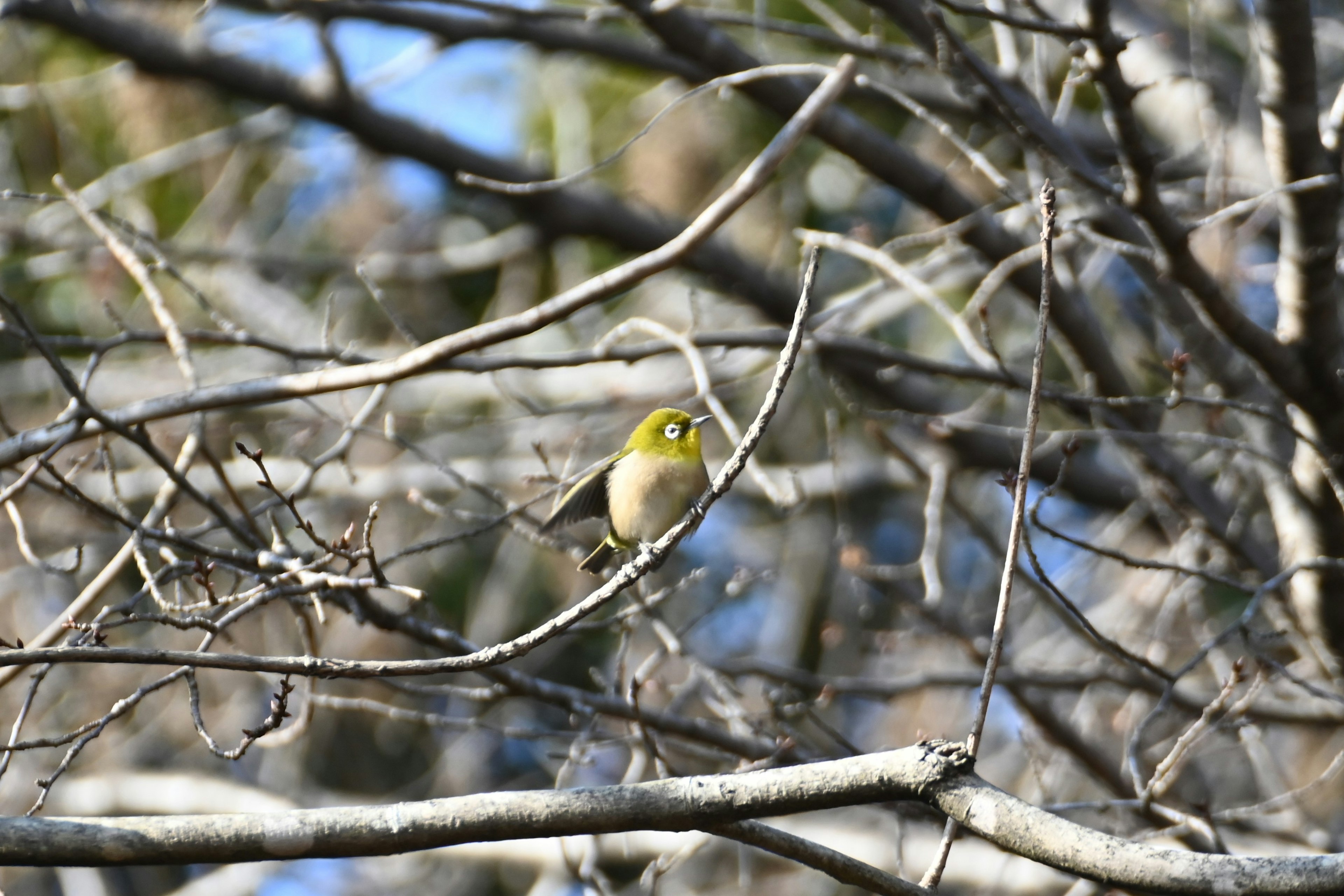 小さな鳥が枝に止まっている姿