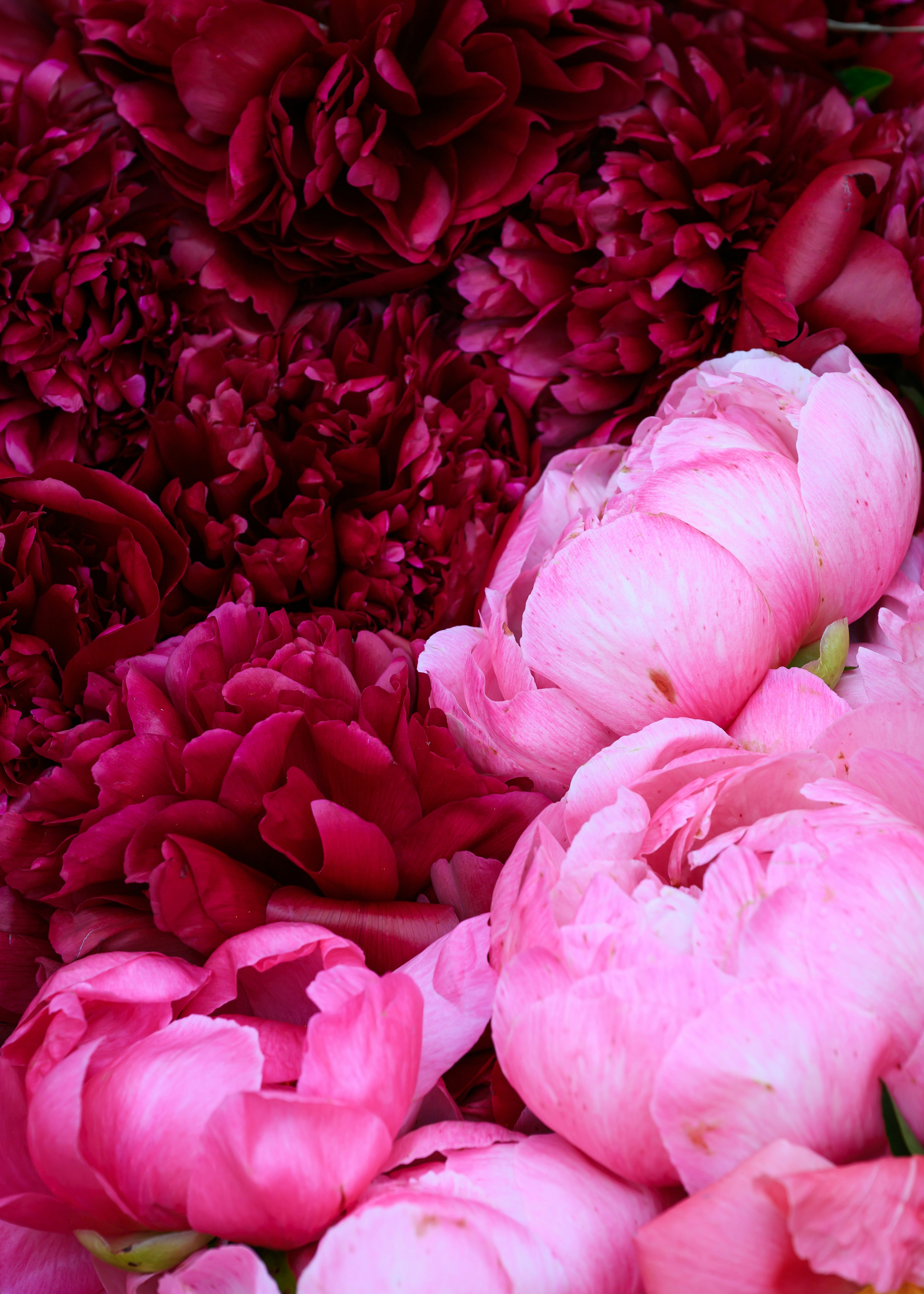 ภาพสวยงามที่มีดอกพีโอนีหลากสีในเฉดสีชมพูและแดง