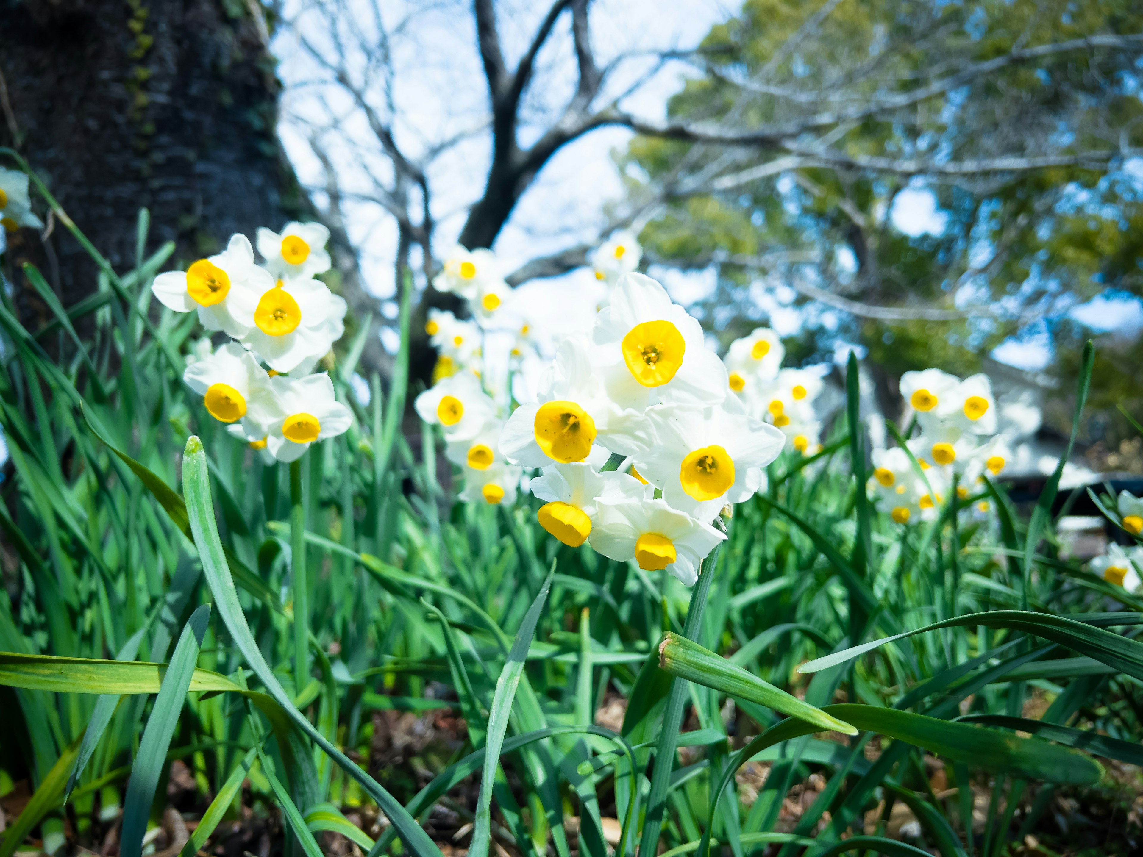 Traube von weißen Narzissen mit gelben Zentren, die im grünen Gras blühen