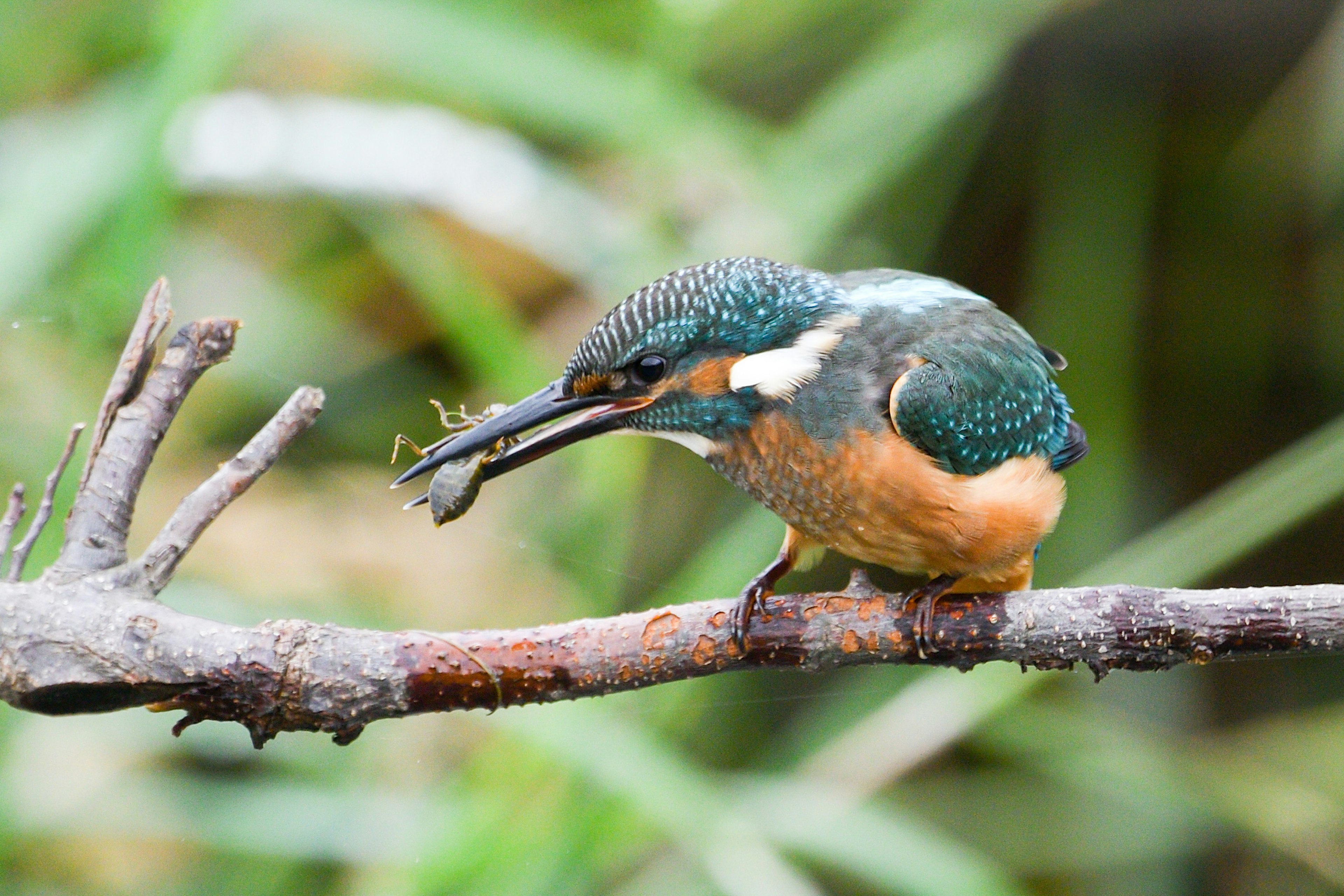 Un martin-pêcheur perché sur une branche tenant un poisson