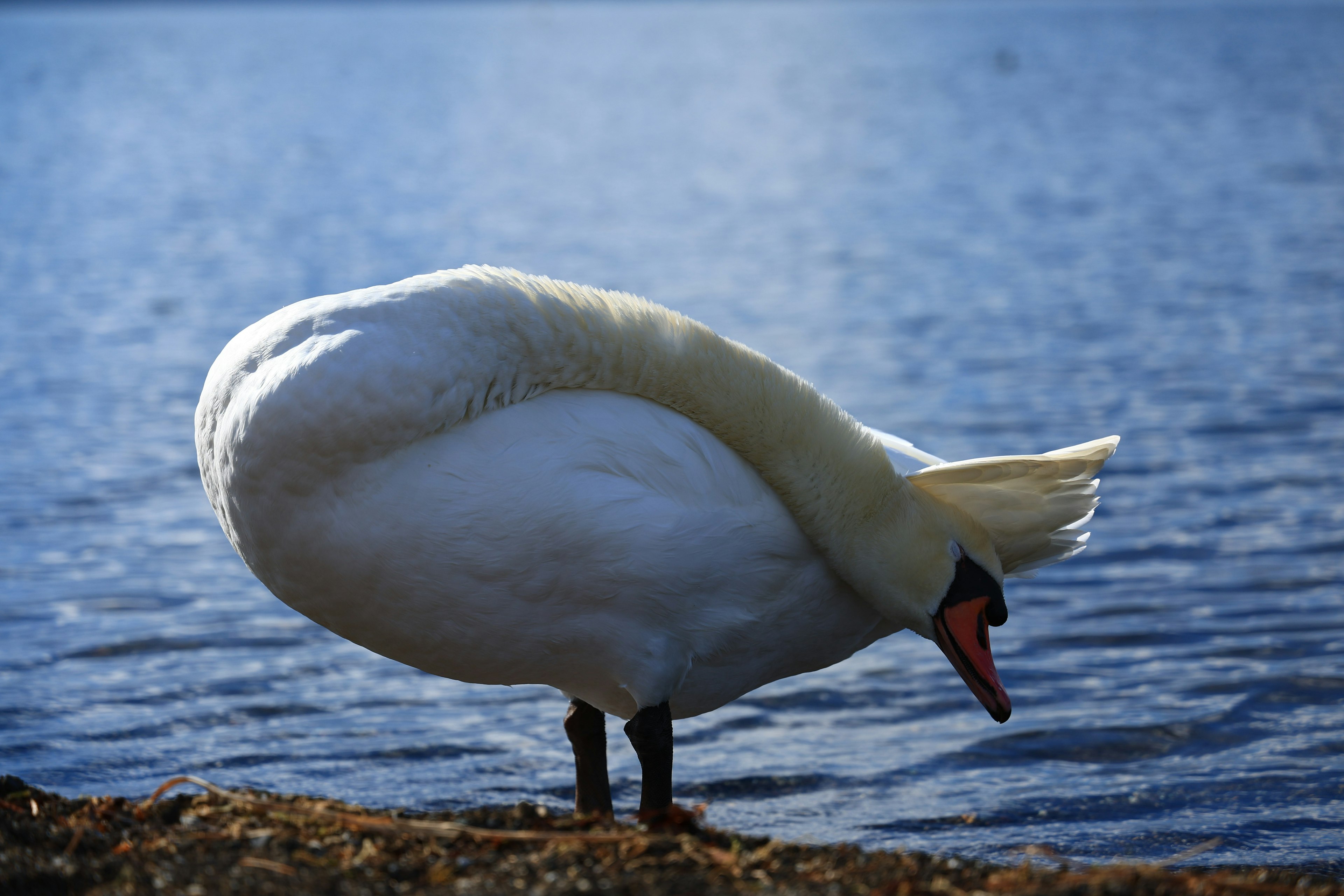 A swan grooming its feathers by the water's edge