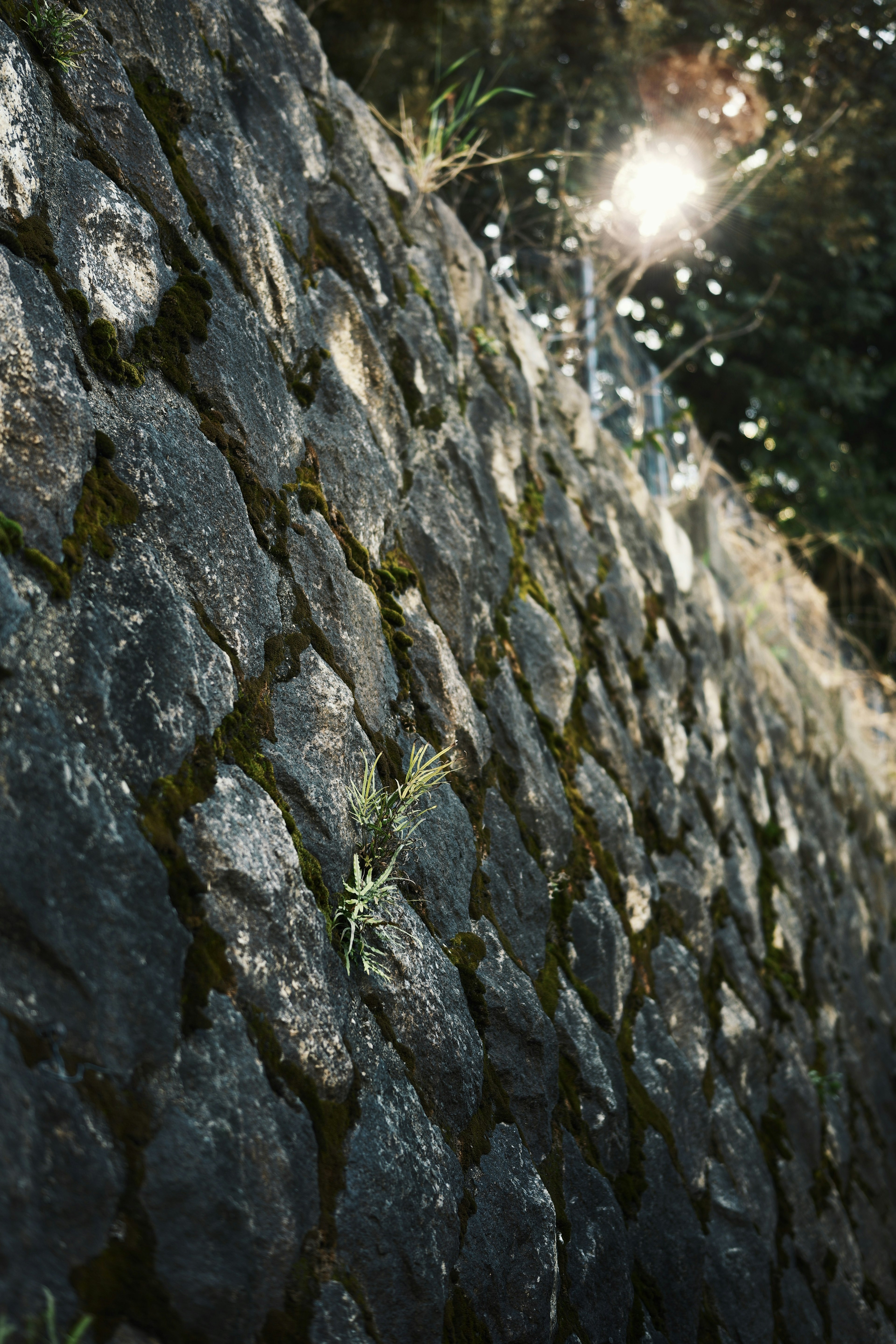 Steinmauer mit Gras und Sonnenlichtreflexion