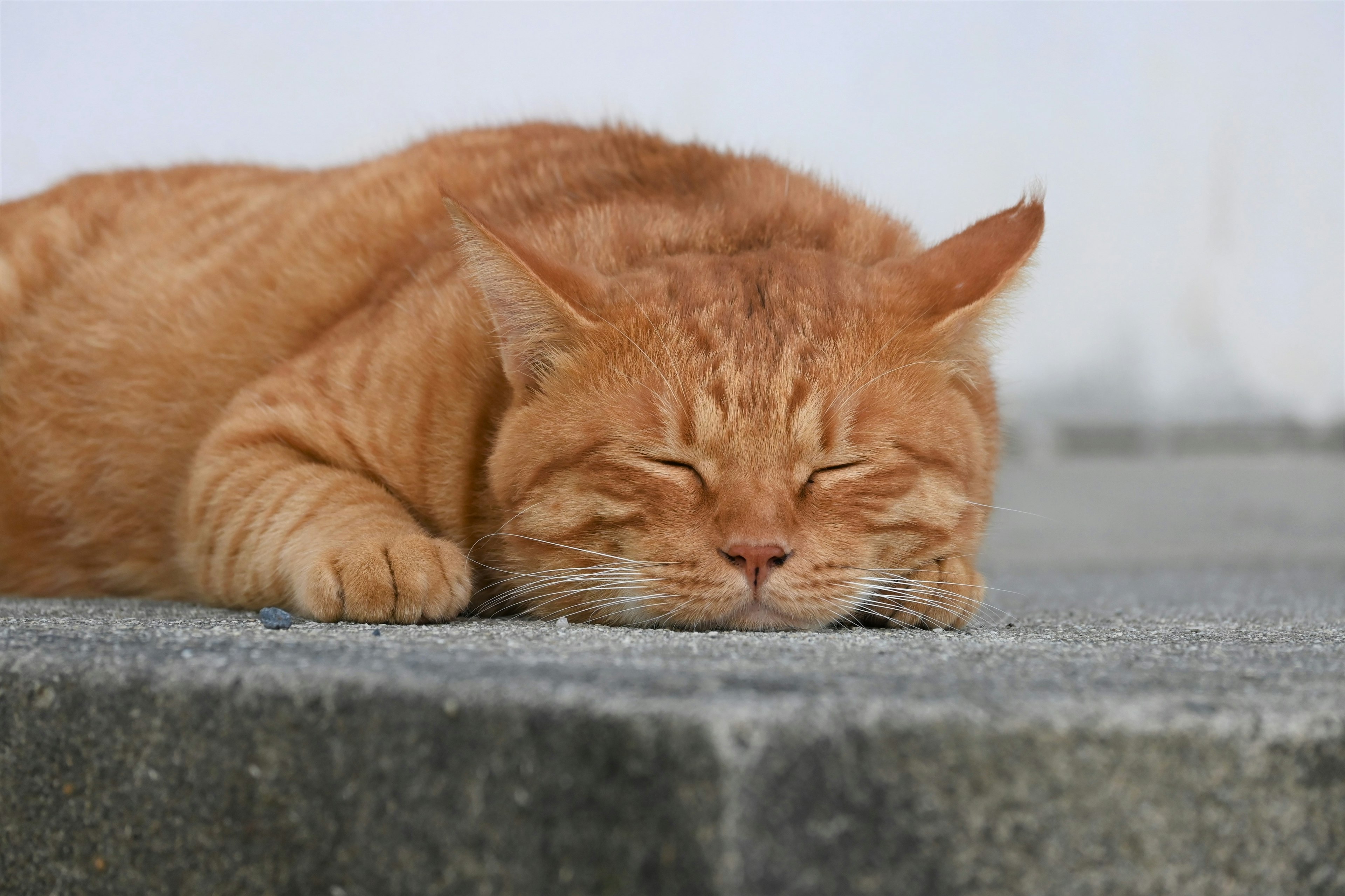 Eine orange Katze schläft auf einer Steinstufe