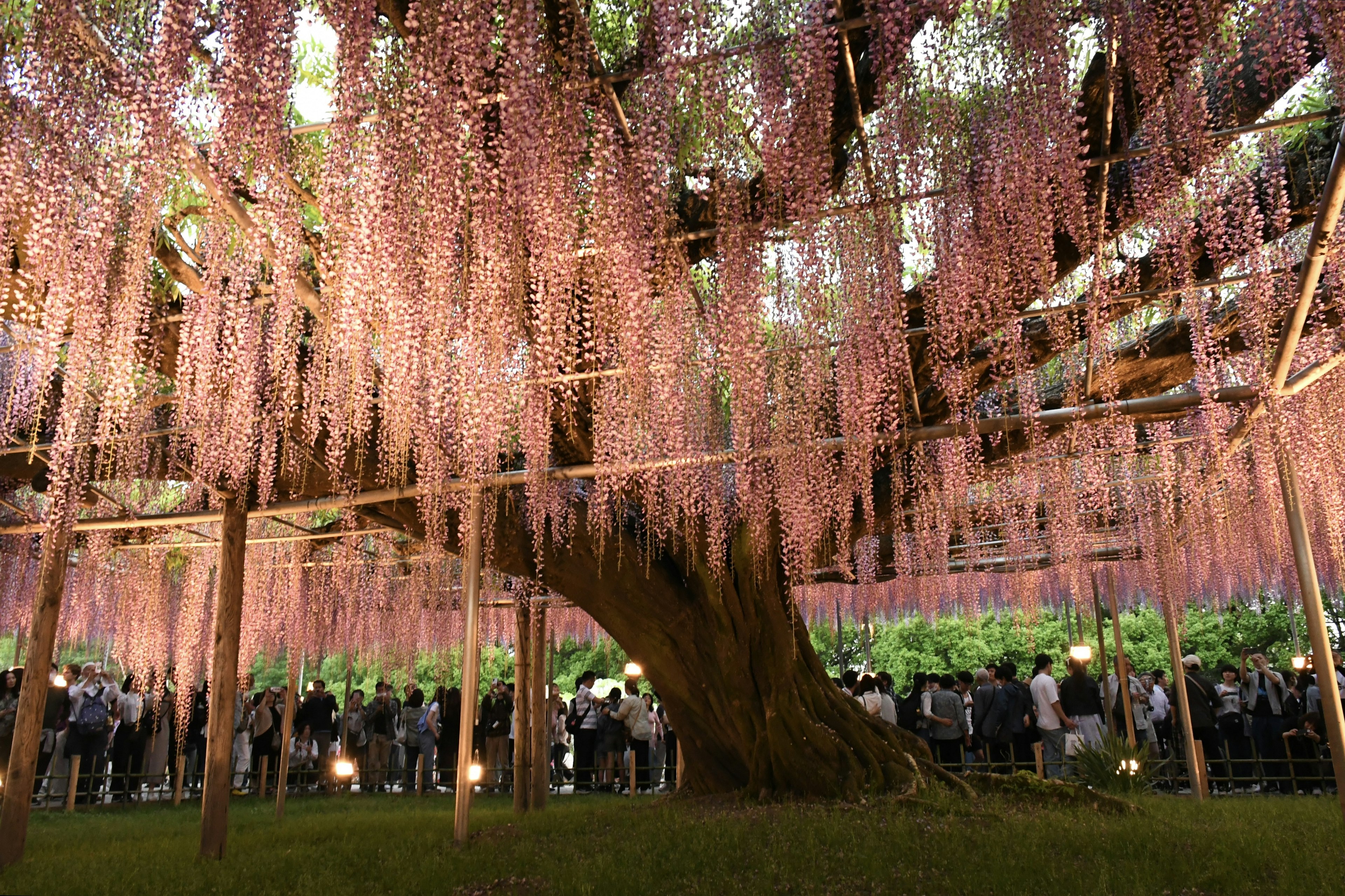 藤の花が垂れ下がる幻想的な木の下に人々が集まる風景