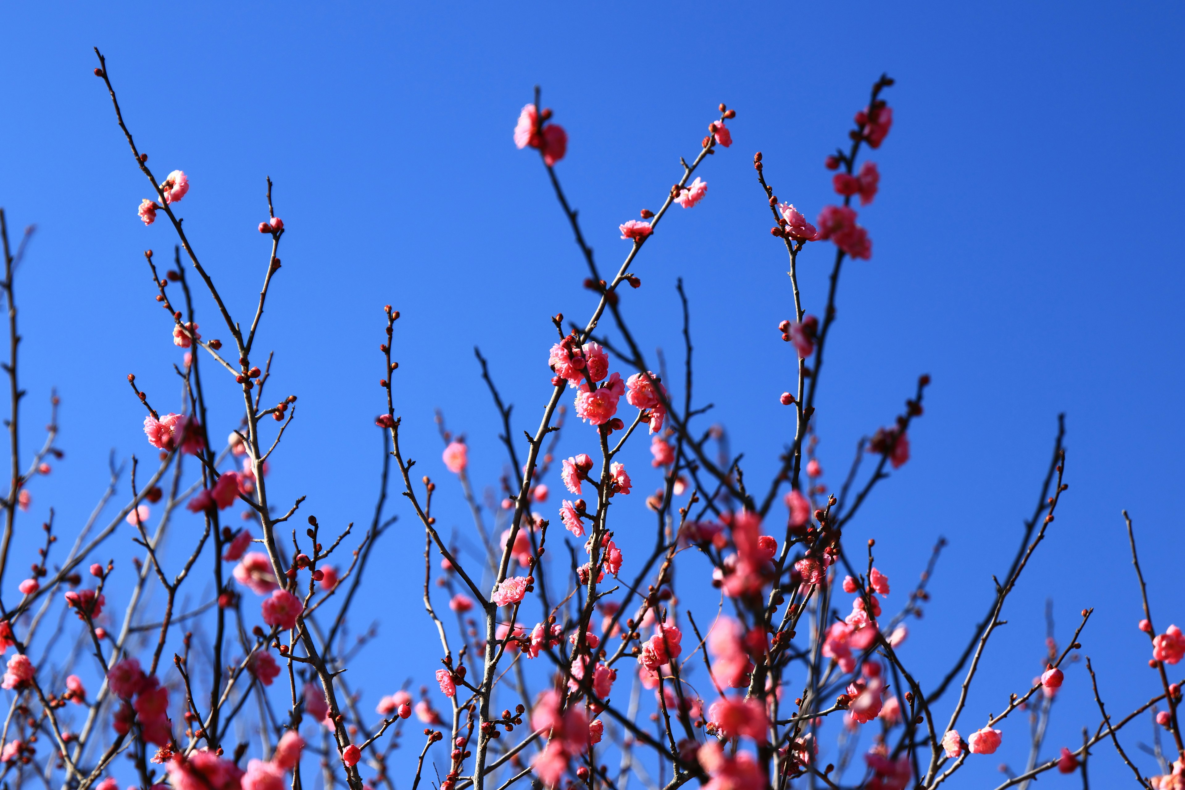 Pink flowers blooming on slender branches against a blue sky