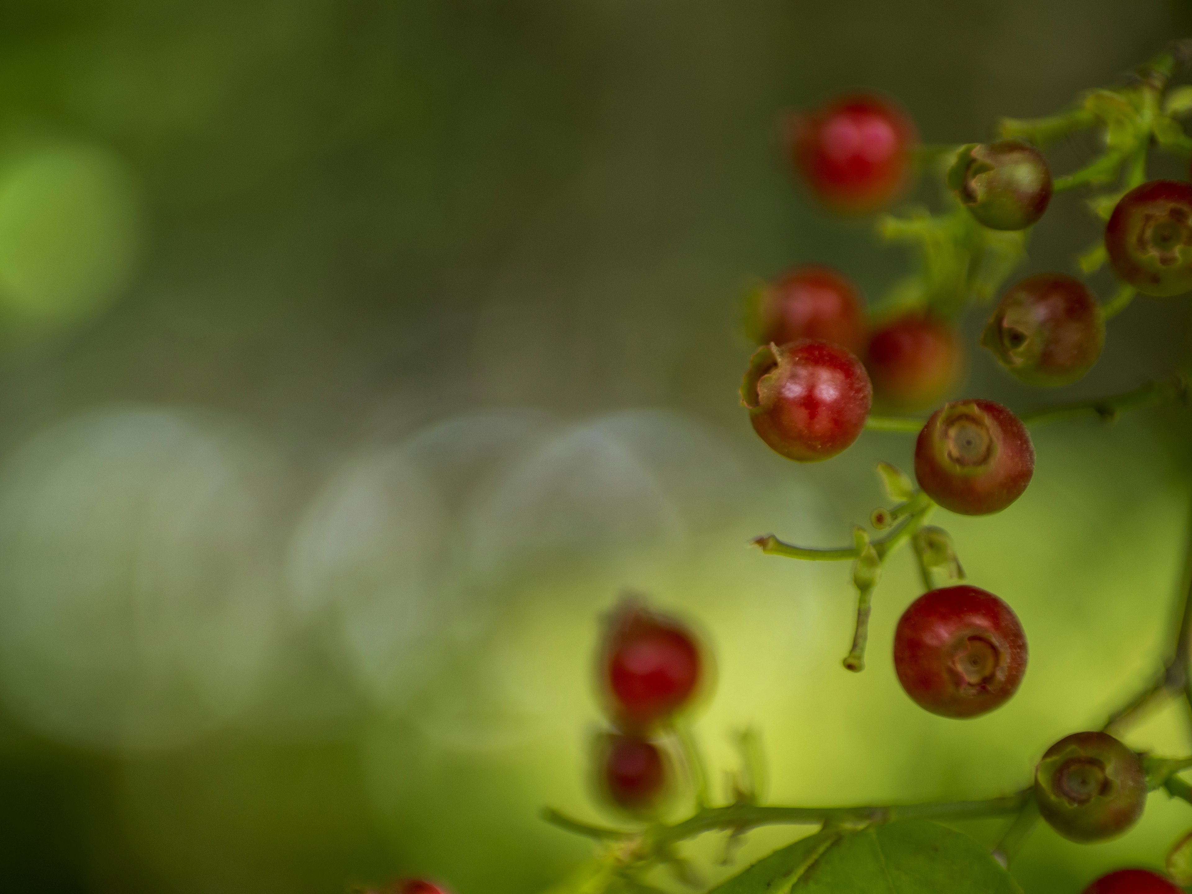 Nahaufnahme von roten Beeren vor einem verschwommenen grünen Hintergrund