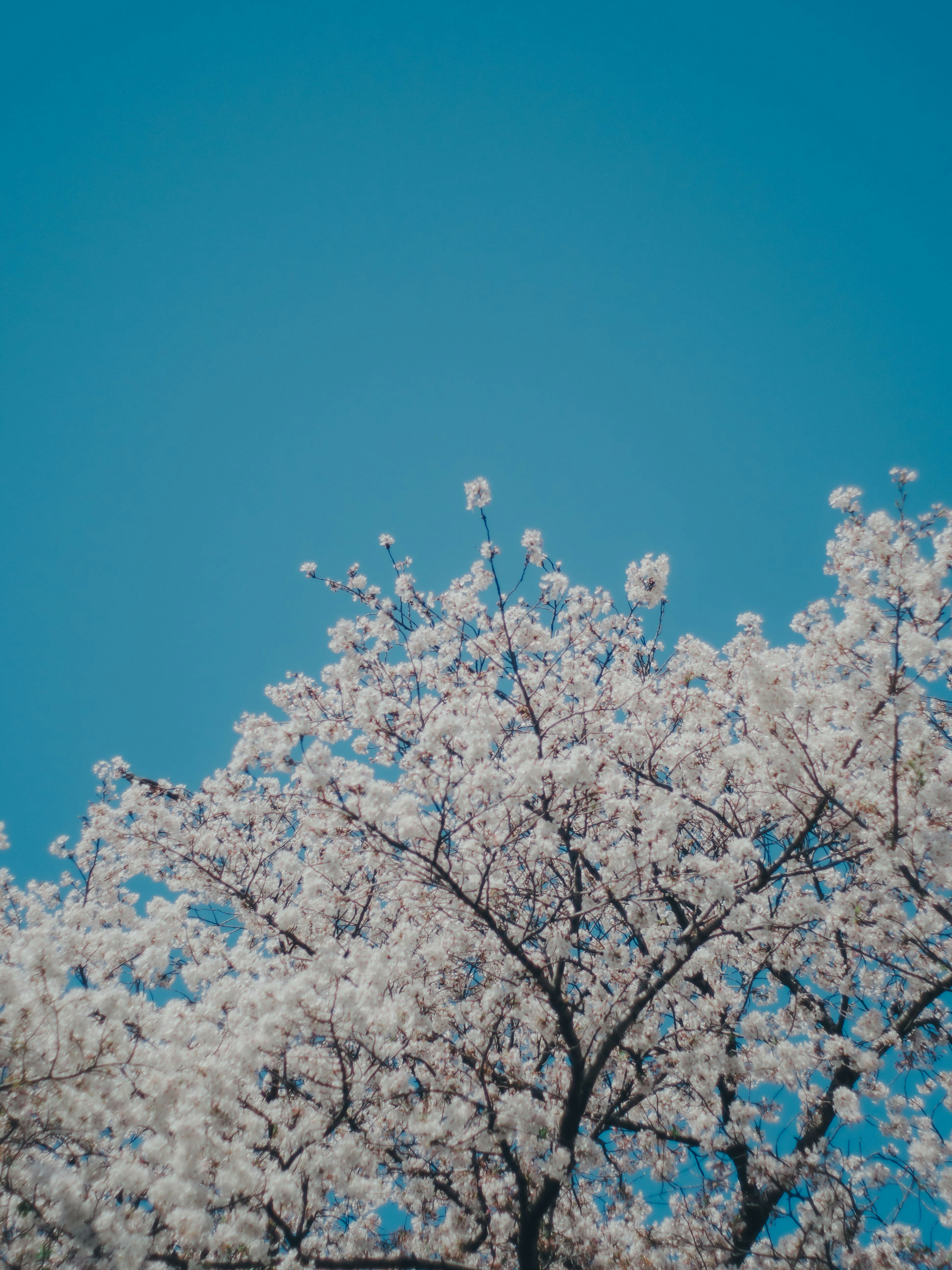 Pohon sakura yang mekar penuh di bawah langit biru cerah