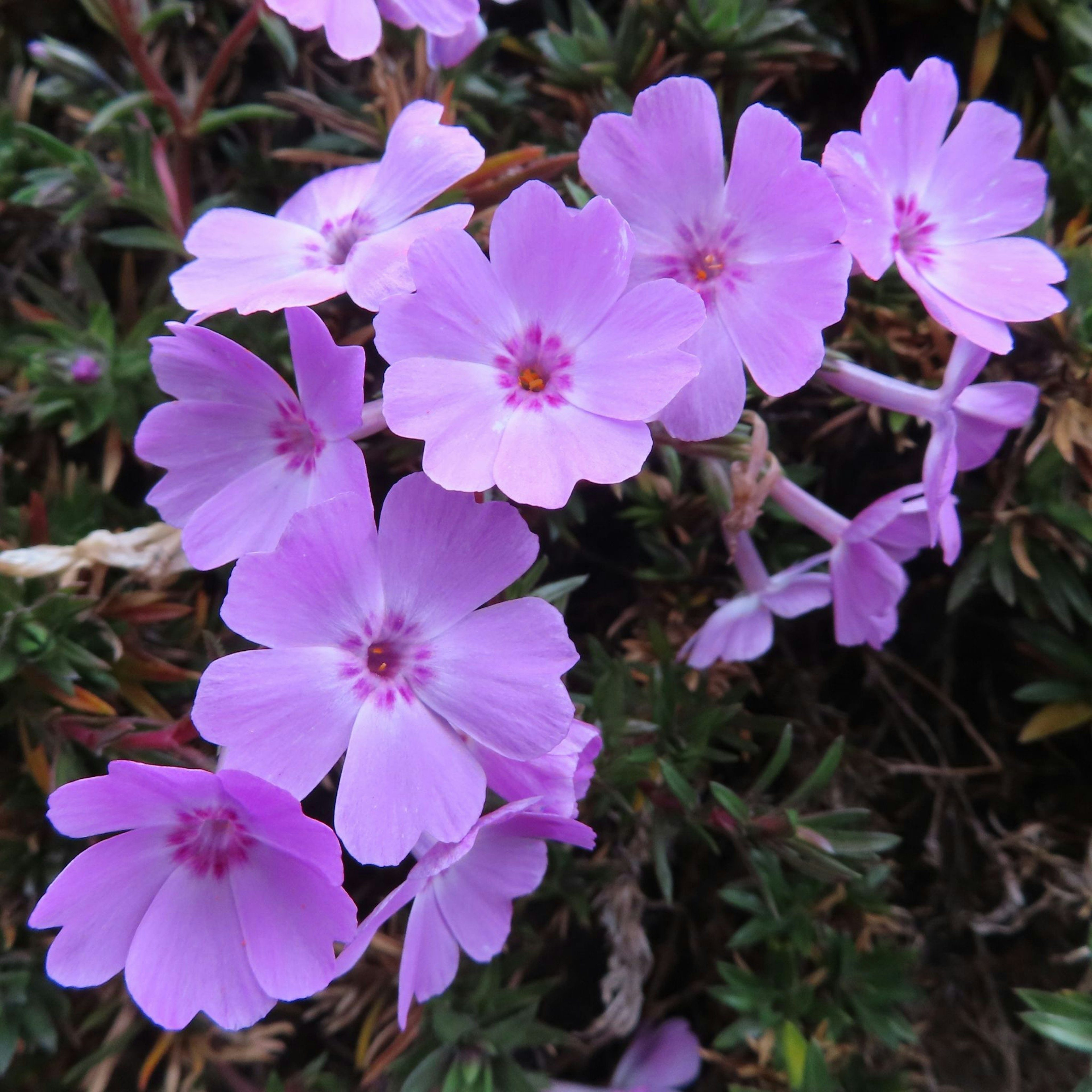 Cluster of pale purple flowers blooming together