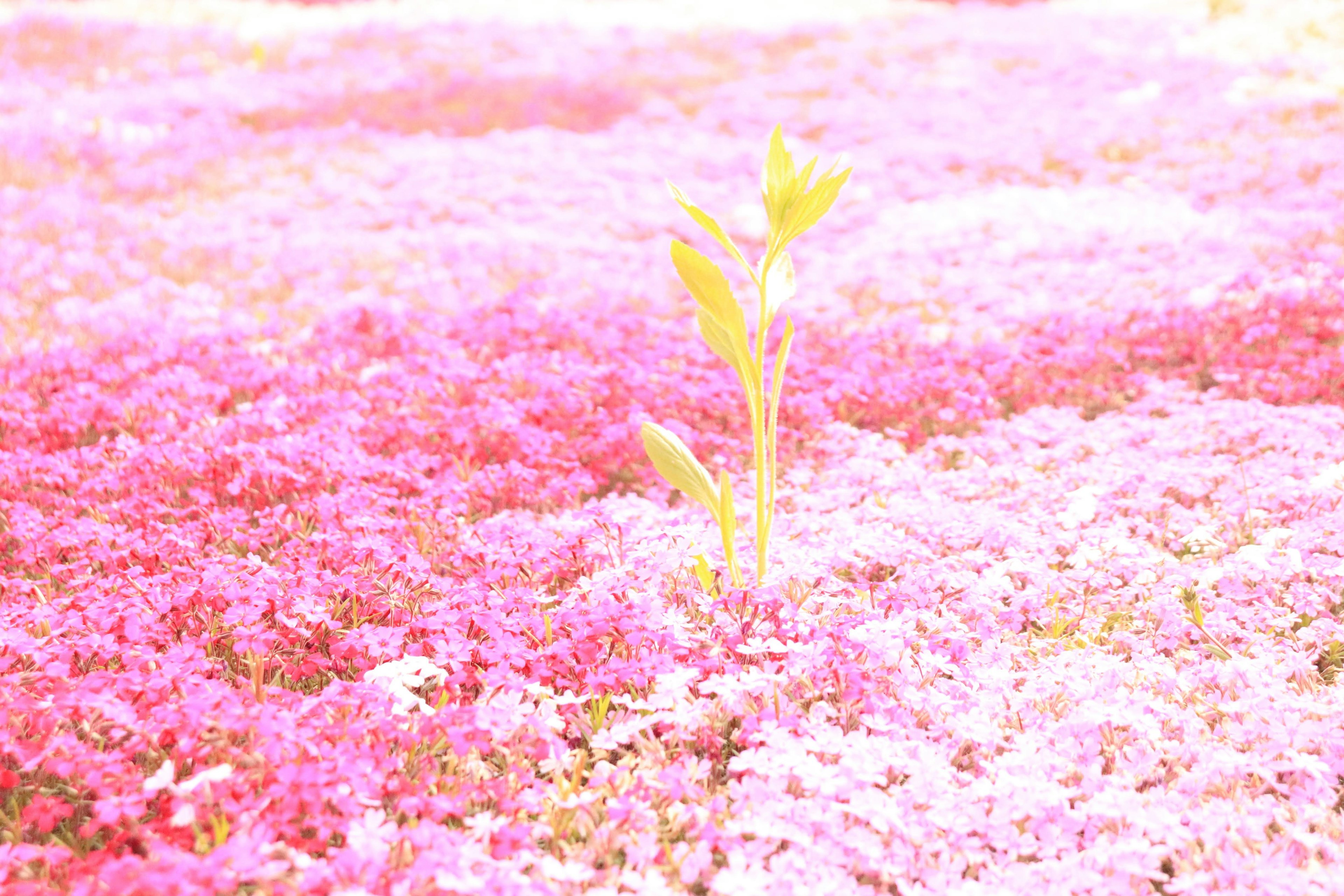 ต้นอ่อนสีเขียวเด่นอยู่กลางทุ่งดอกไม้สีชมพู