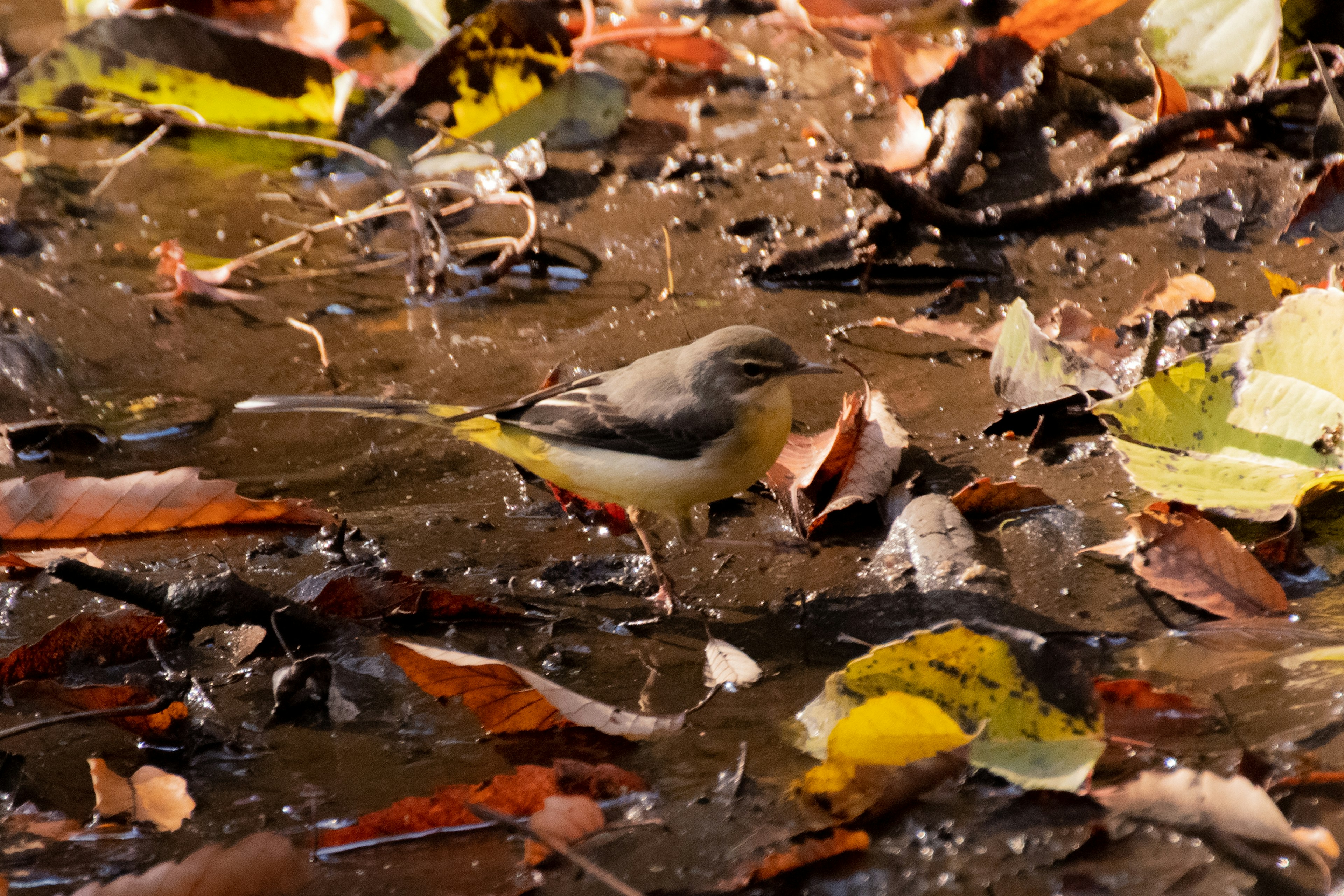 Ein kleiner Vogel steht zwischen gefallenen Blättern am Wasser