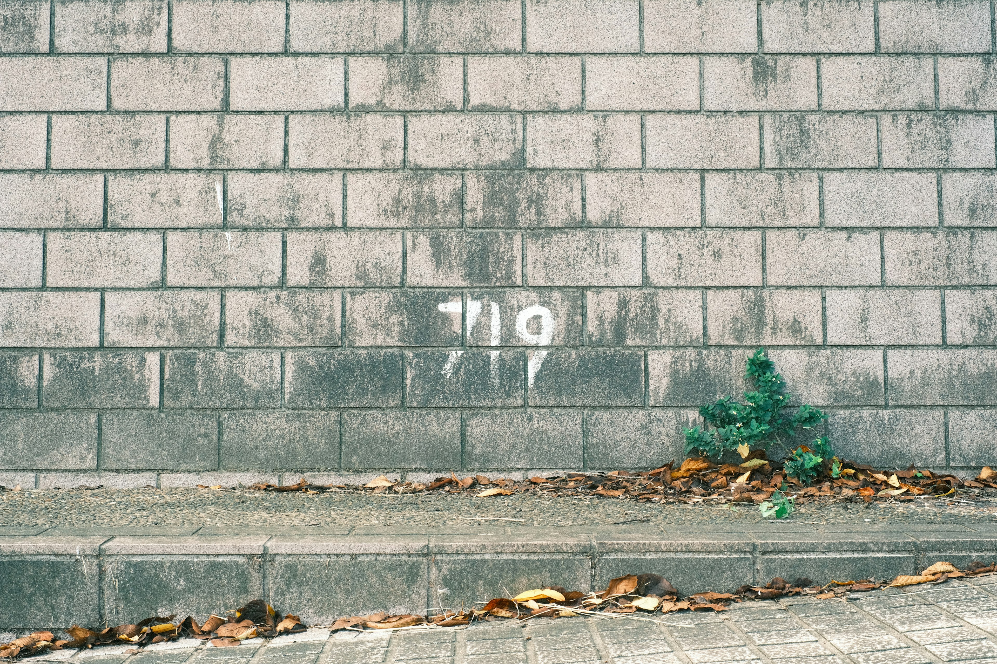 Mur en béton avec graffiti blanc et feuilles sèches éparpillées au sol