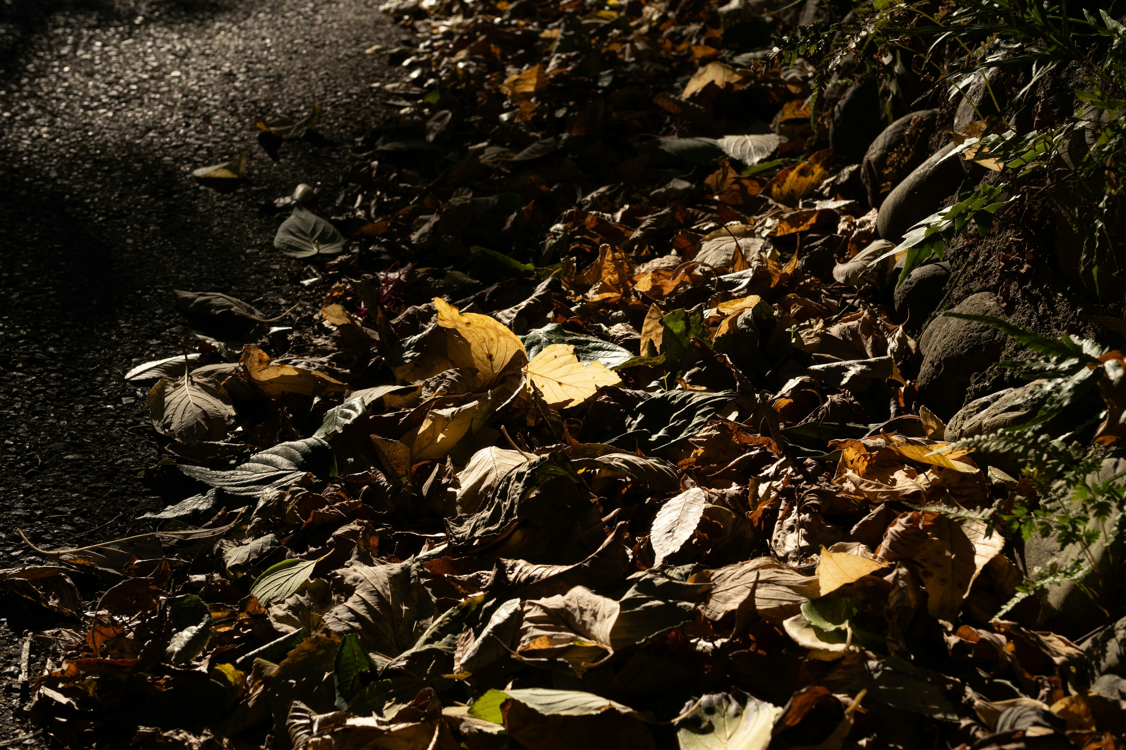 A scene of colorful fallen leaves scattered on the ground beside a path