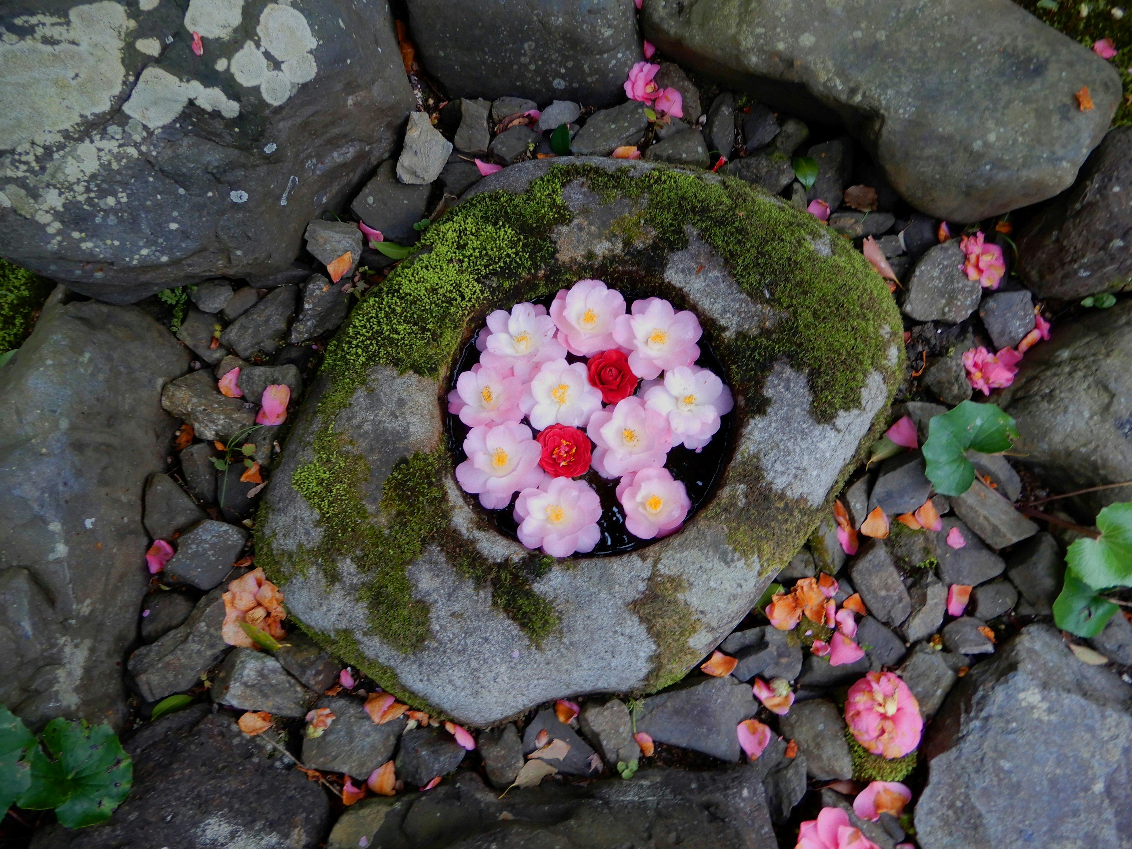 Un recipiente de piedra cubierto de musgo verde con flores coloridas flotando dentro