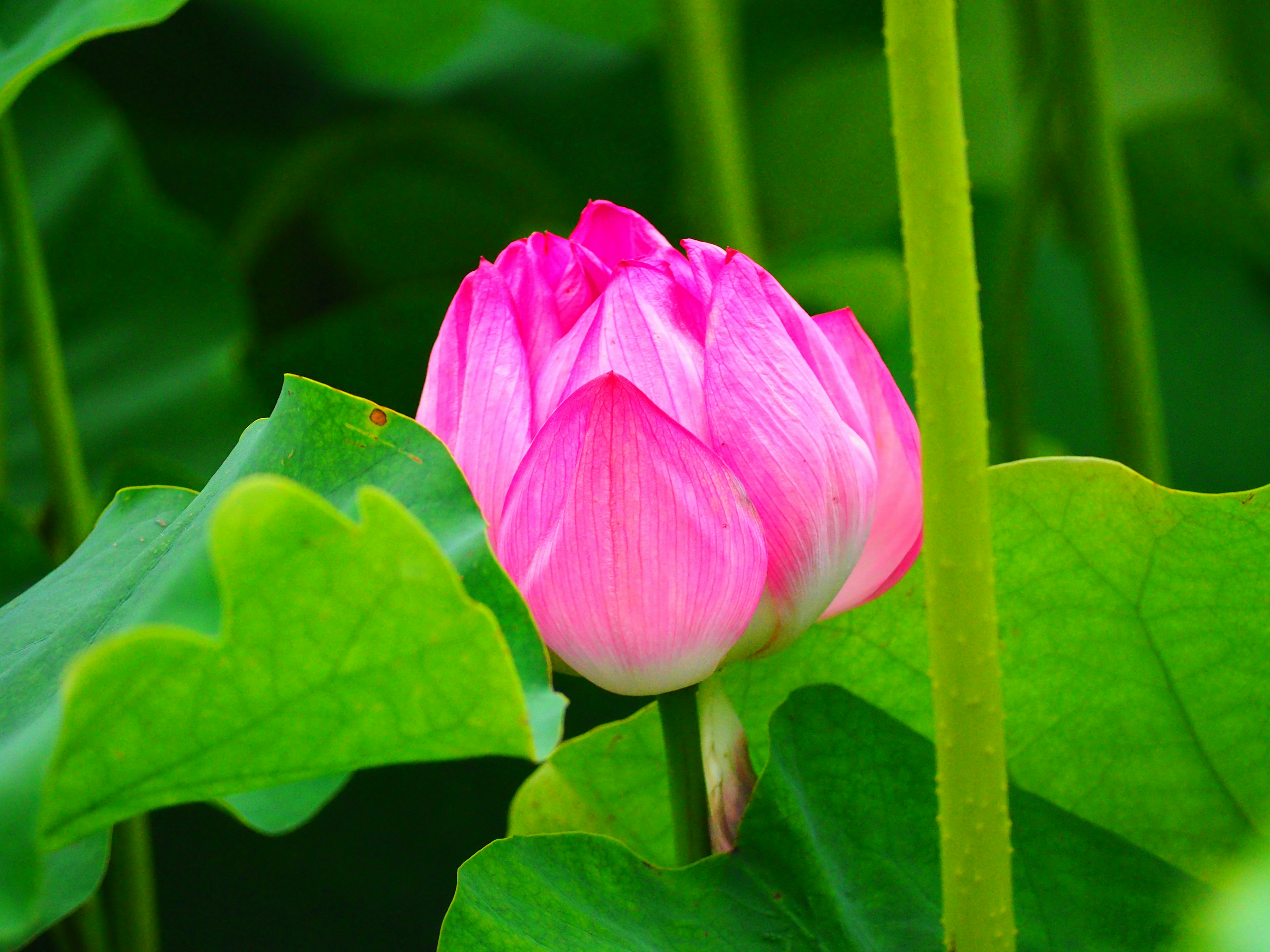 Pink lotus flower surrounded by green leaves