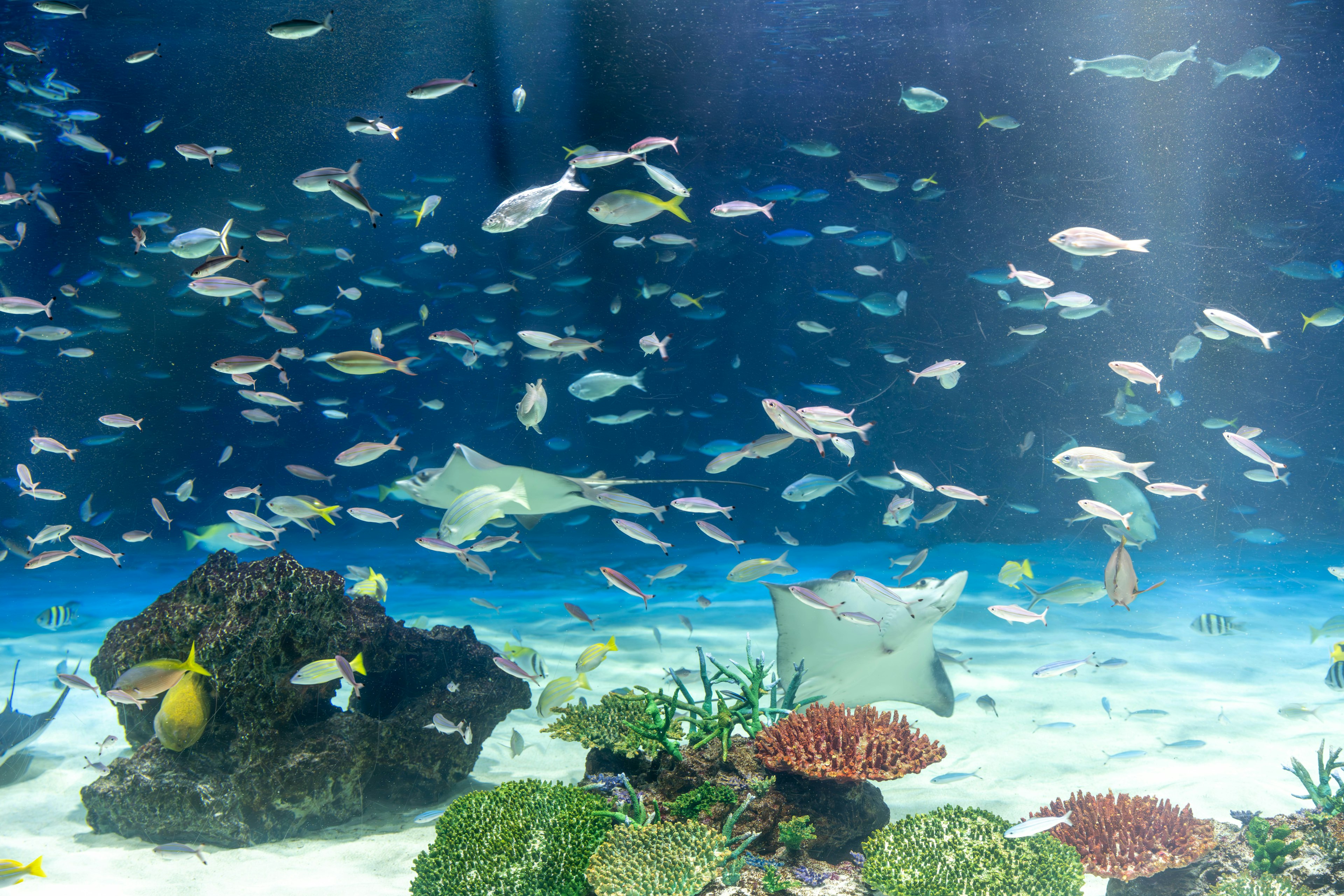 青い海の中で泳ぐ魚たちとサンゴ礁のある水中シーン