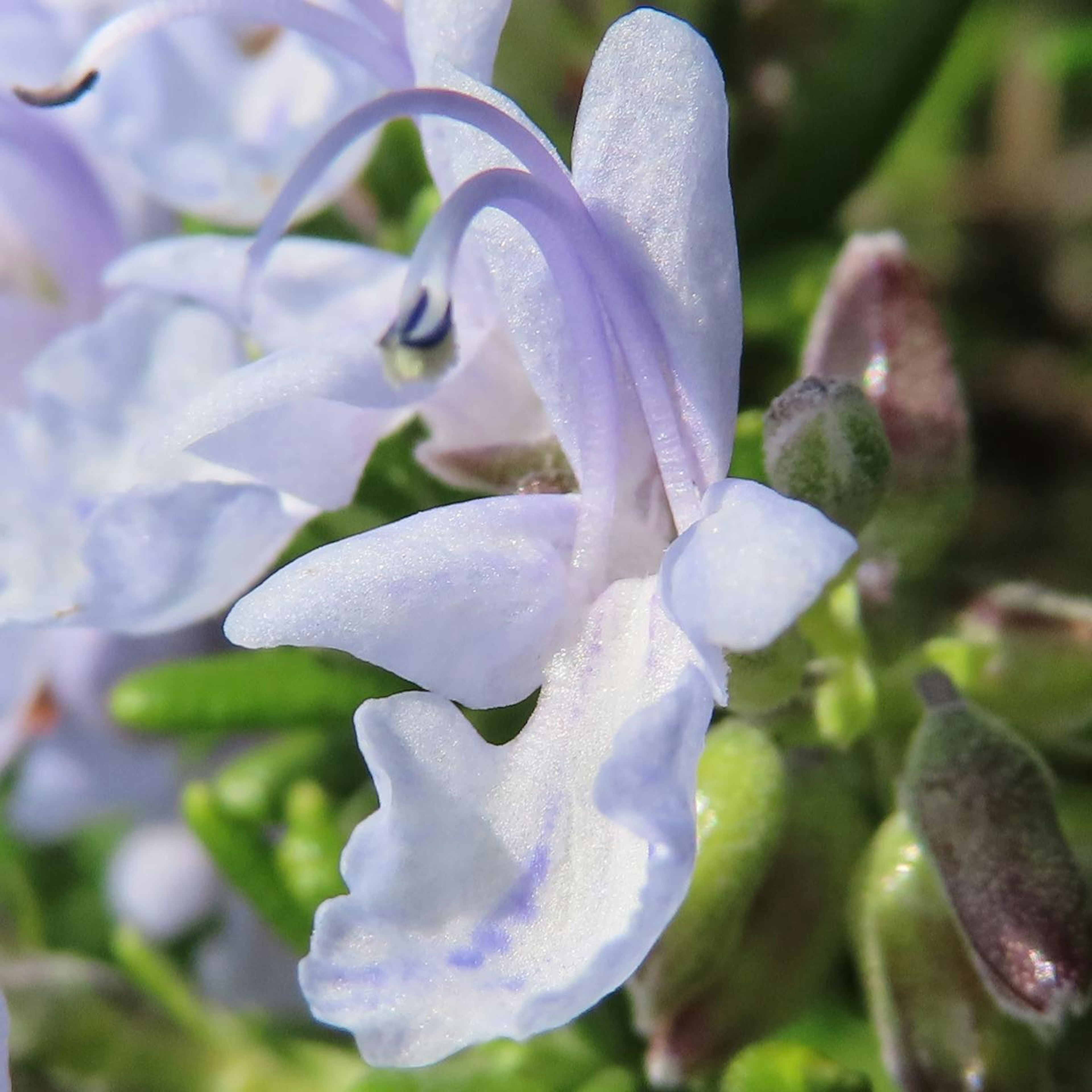 Primo piano di un delicato fiore viola chiaro circondato da foglie verdi