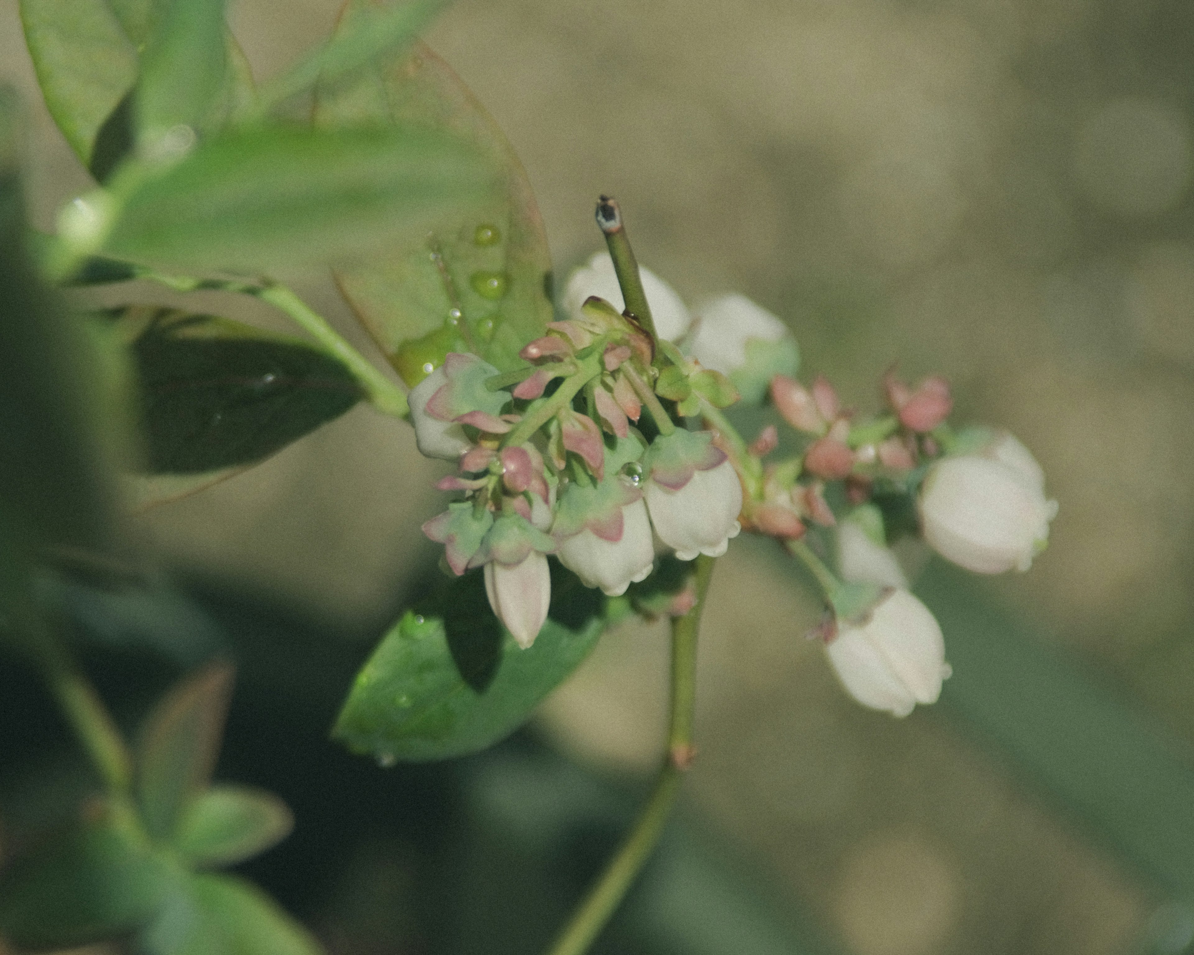 Close-up of blueberry flowers and new leaves