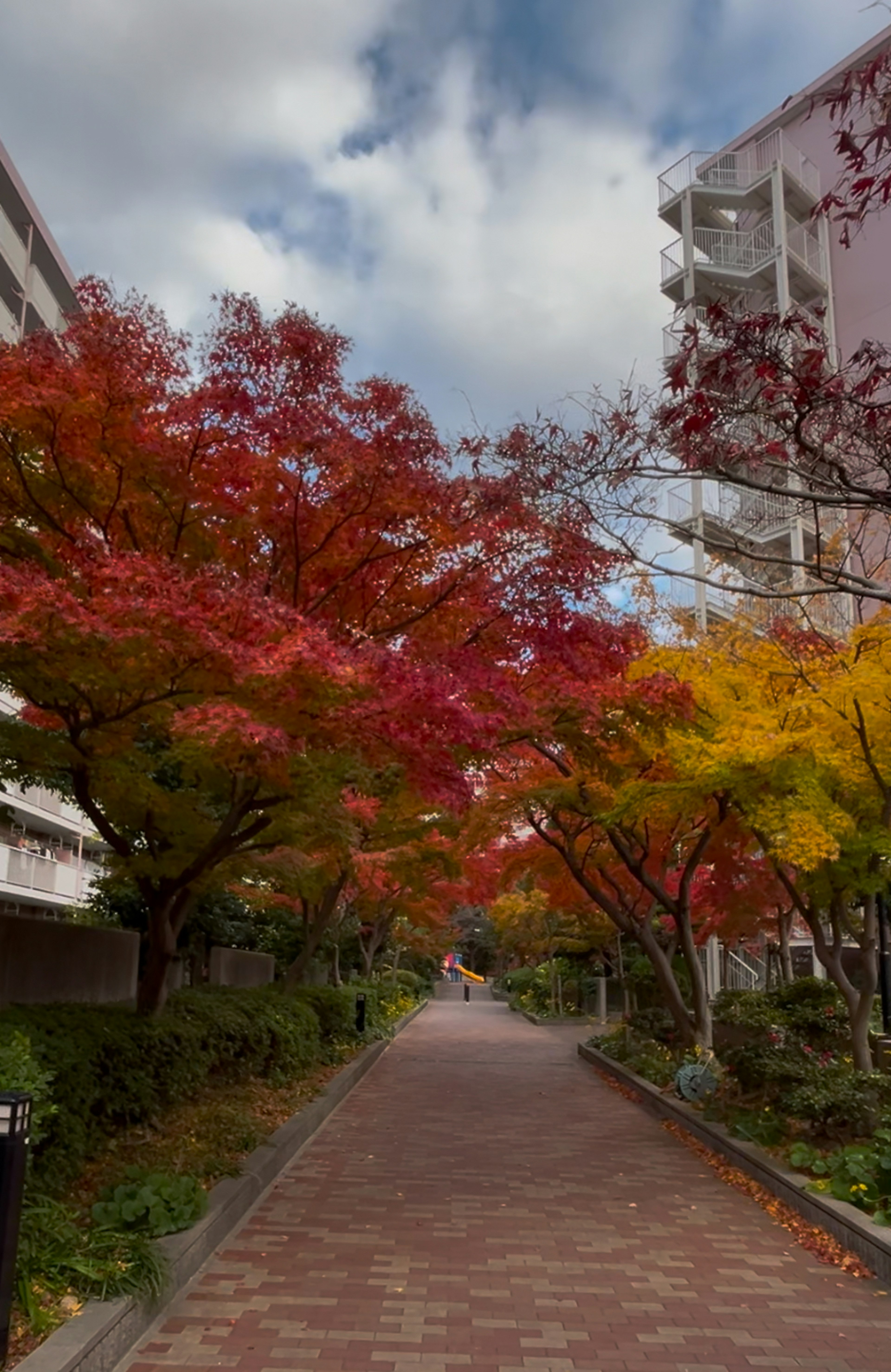 Viale alberato adornato con colori autunnali e edifici residenziali