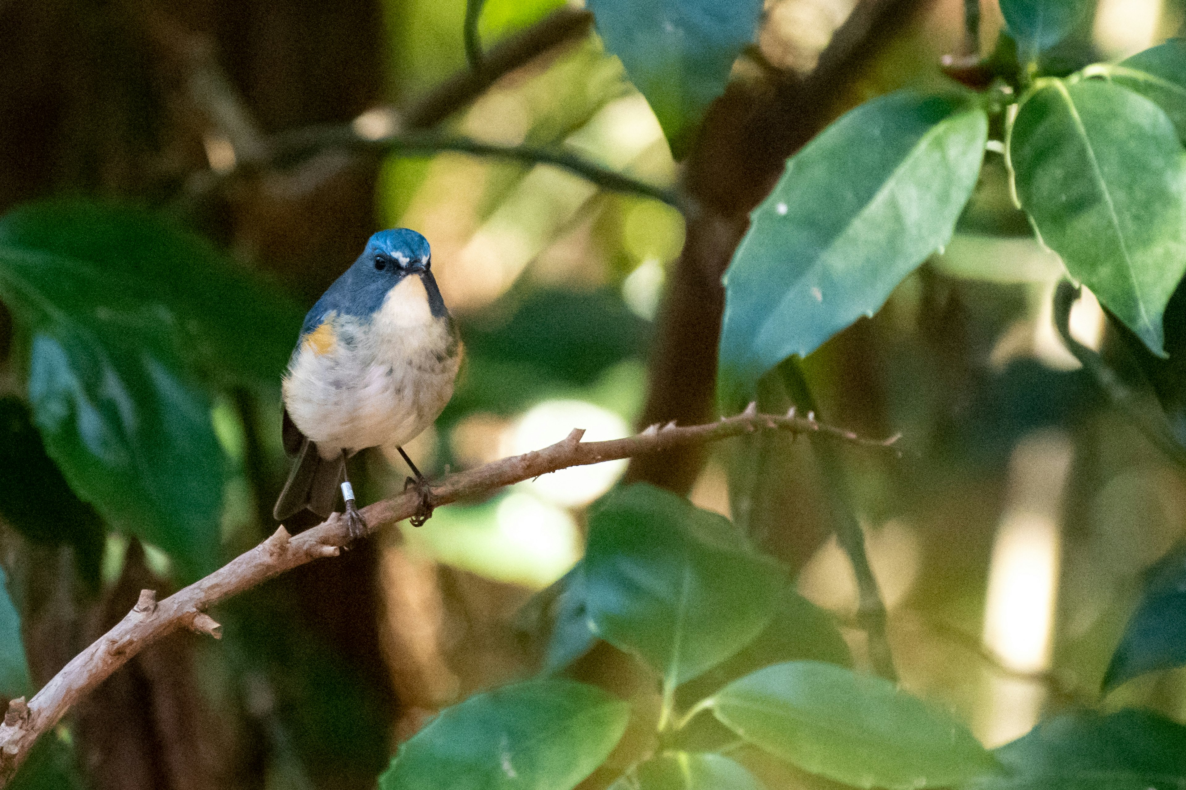 Un petit oiseau avec une tête bleue perché sur une branche parmi des feuilles vertes