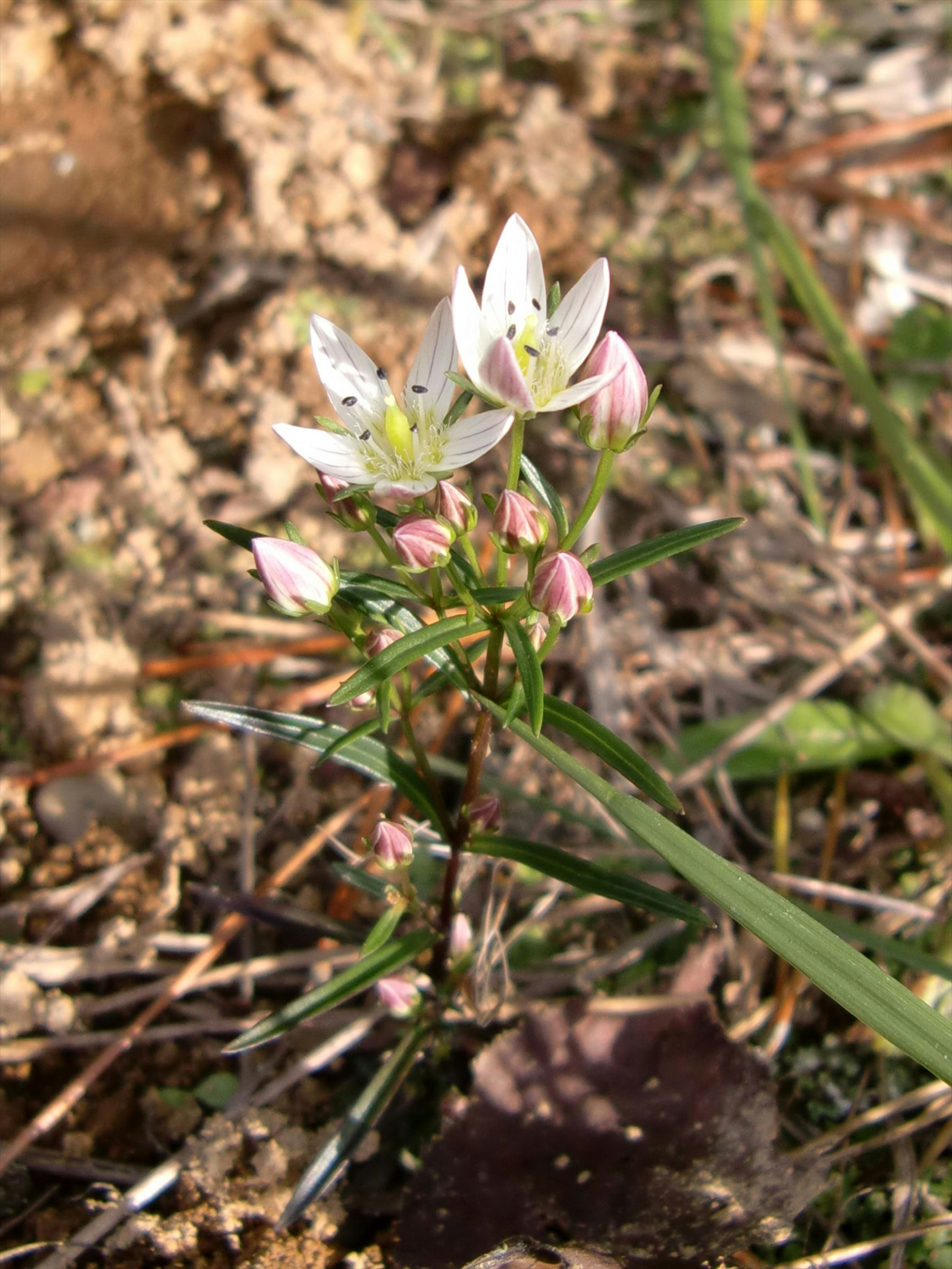 白とピンクの花を持つ小さな植物が地面に生えている