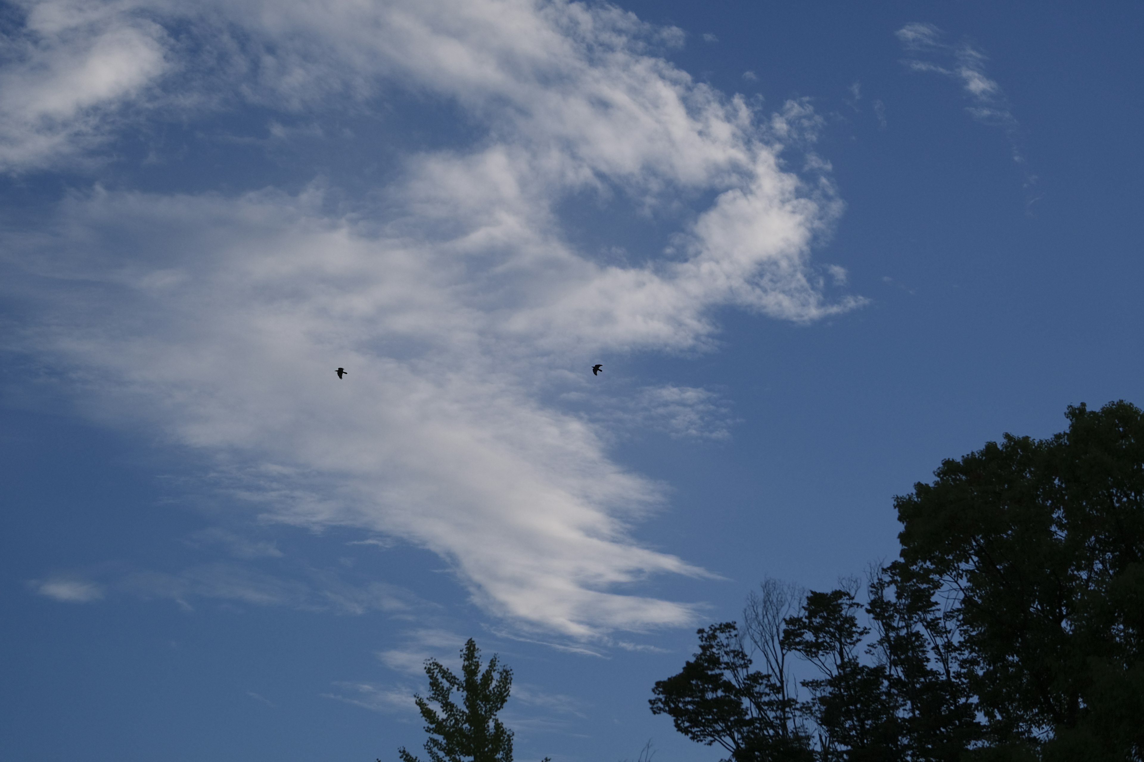 Silhouette di alberi contro un cielo blu con nuvole