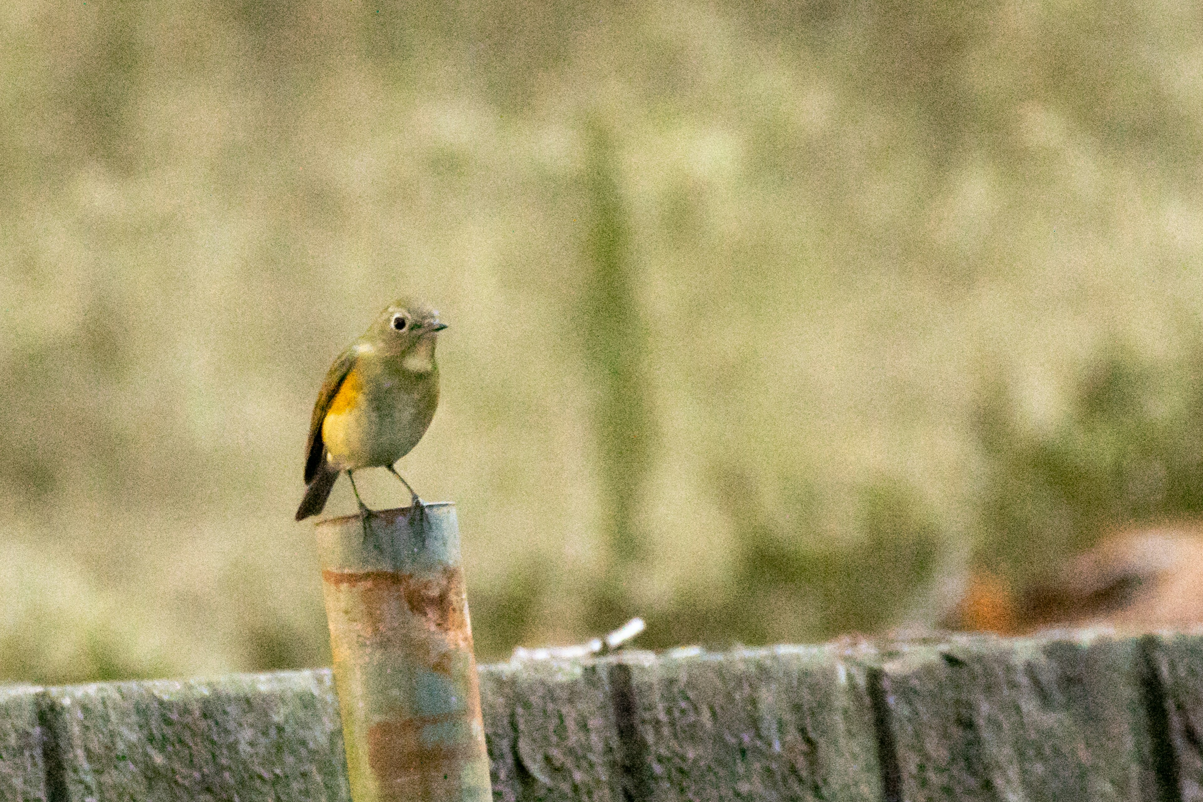 A small bird perched on a wooden post with a blurred green background