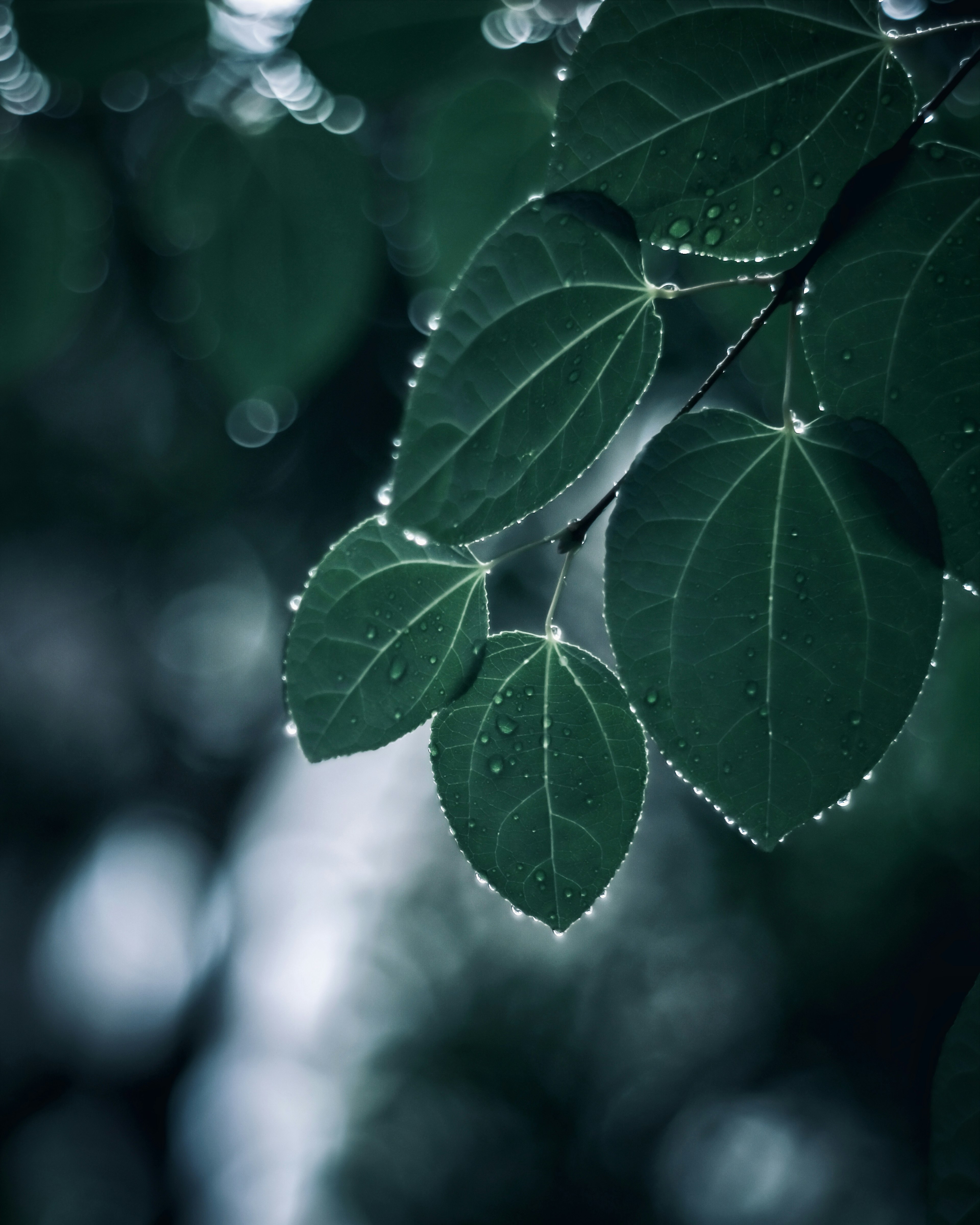 Primer plano de hojas verdes con gotas de agua sobre un fondo oscuro