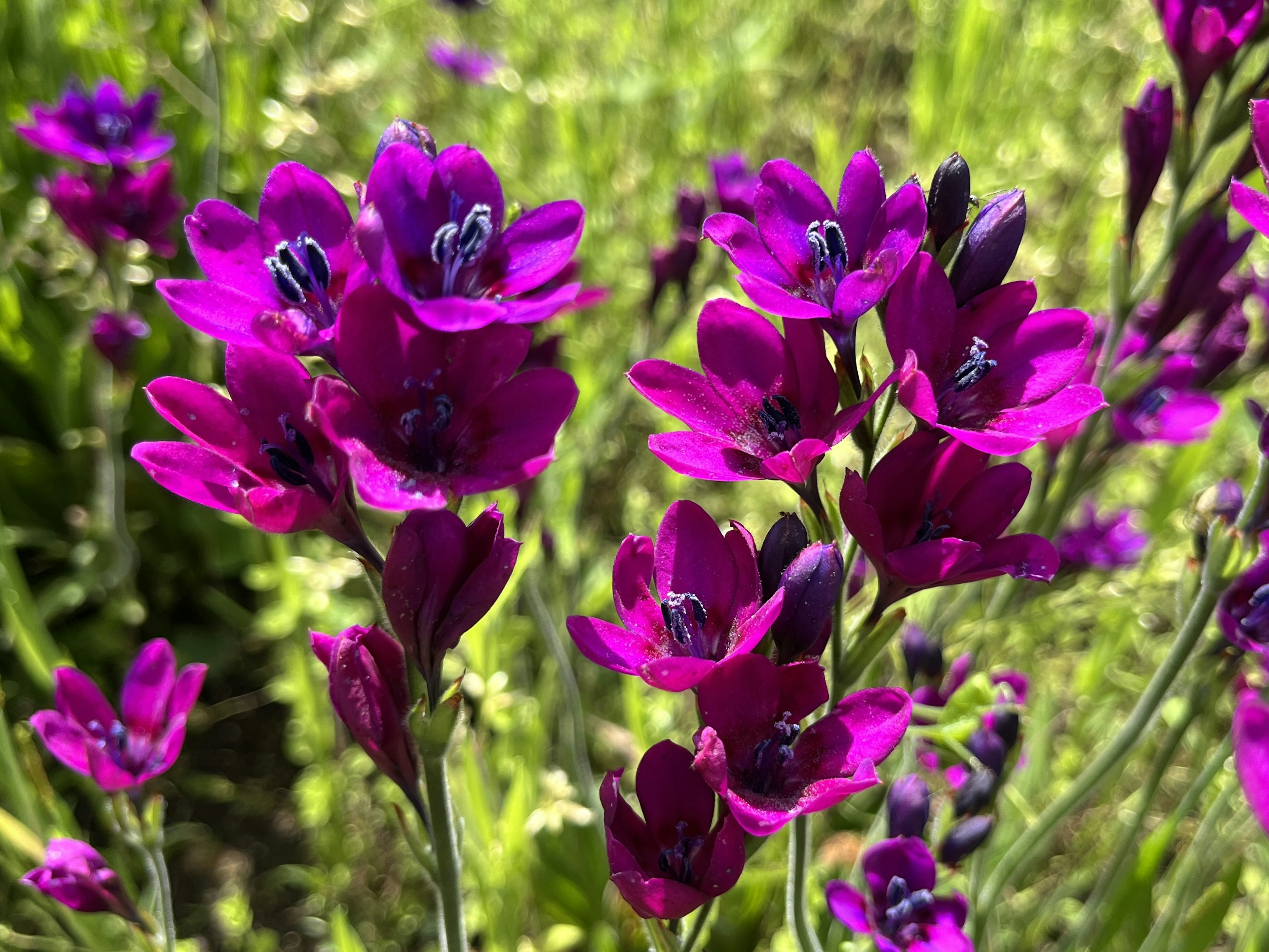 鮮やかな紫の花が咲いている風景