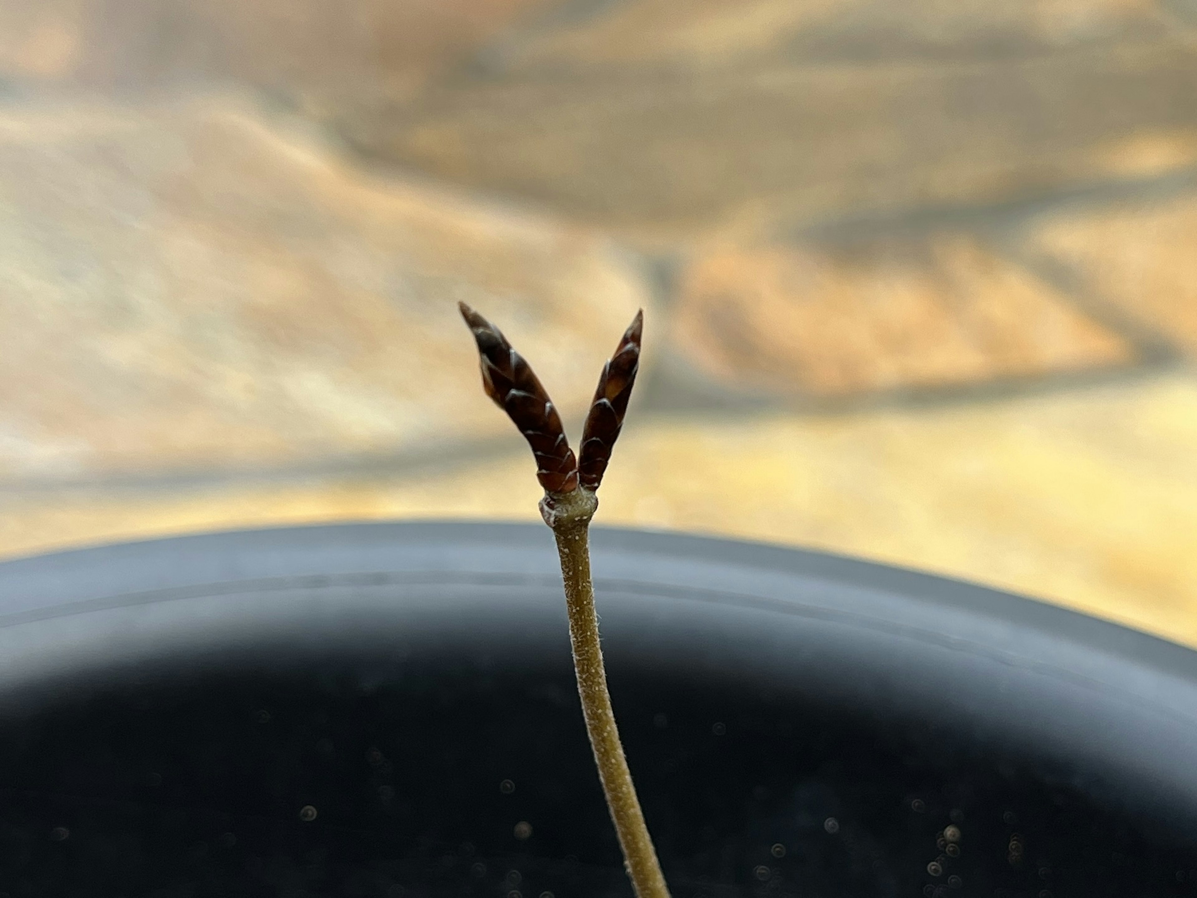 Small sprout emerging from soil in a pot