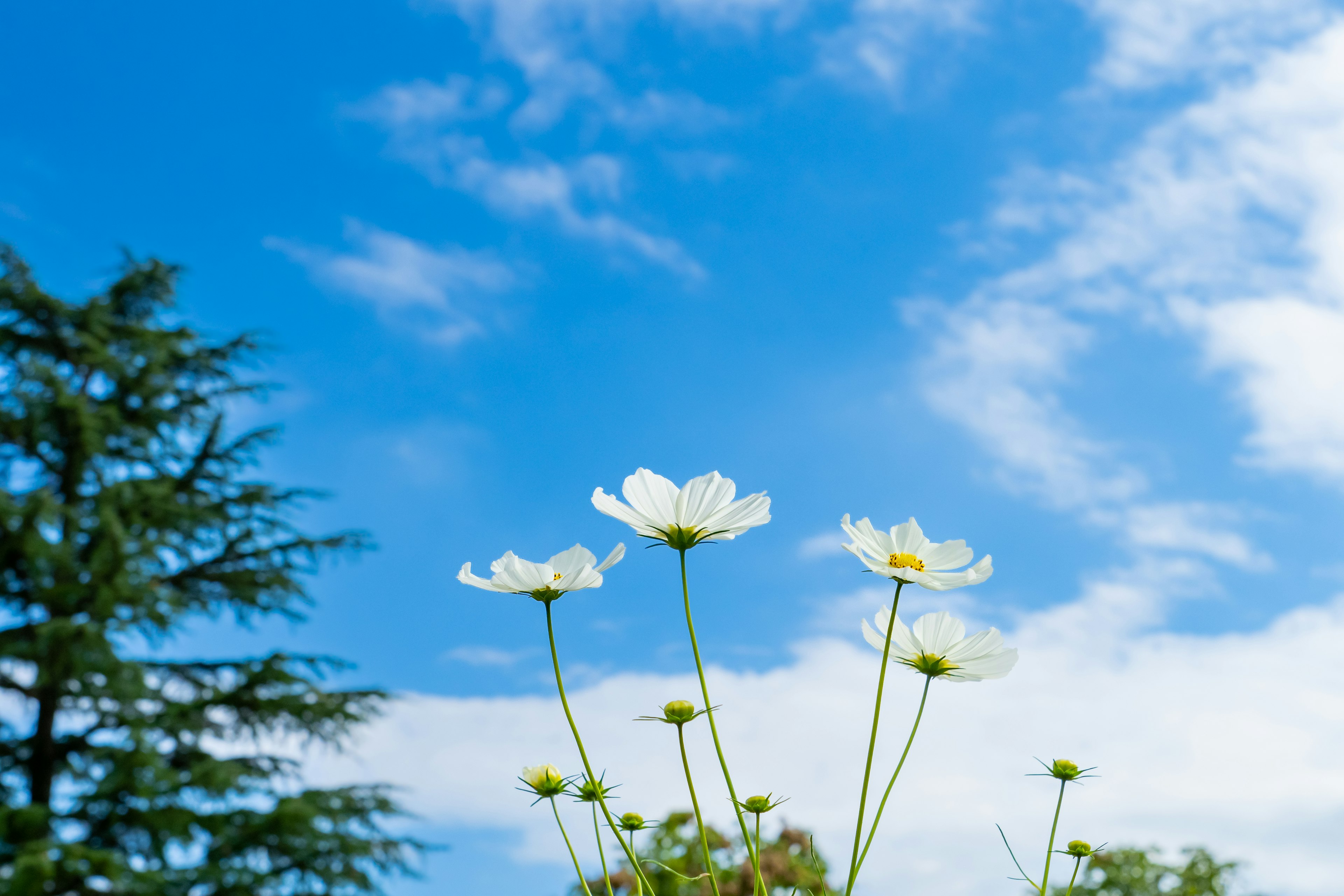 A view of white flowers against a blue sky