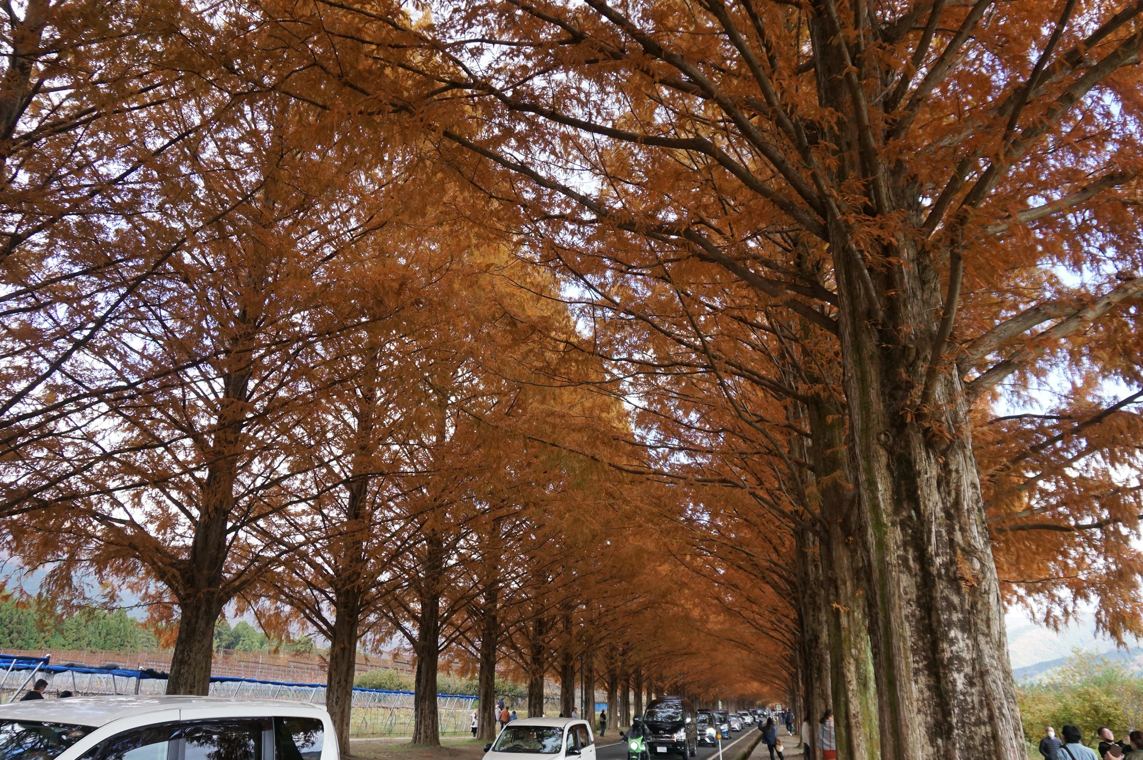 Foto di un sentiero alberato con foglie arancioni lungo una strada con auto parcheggiate