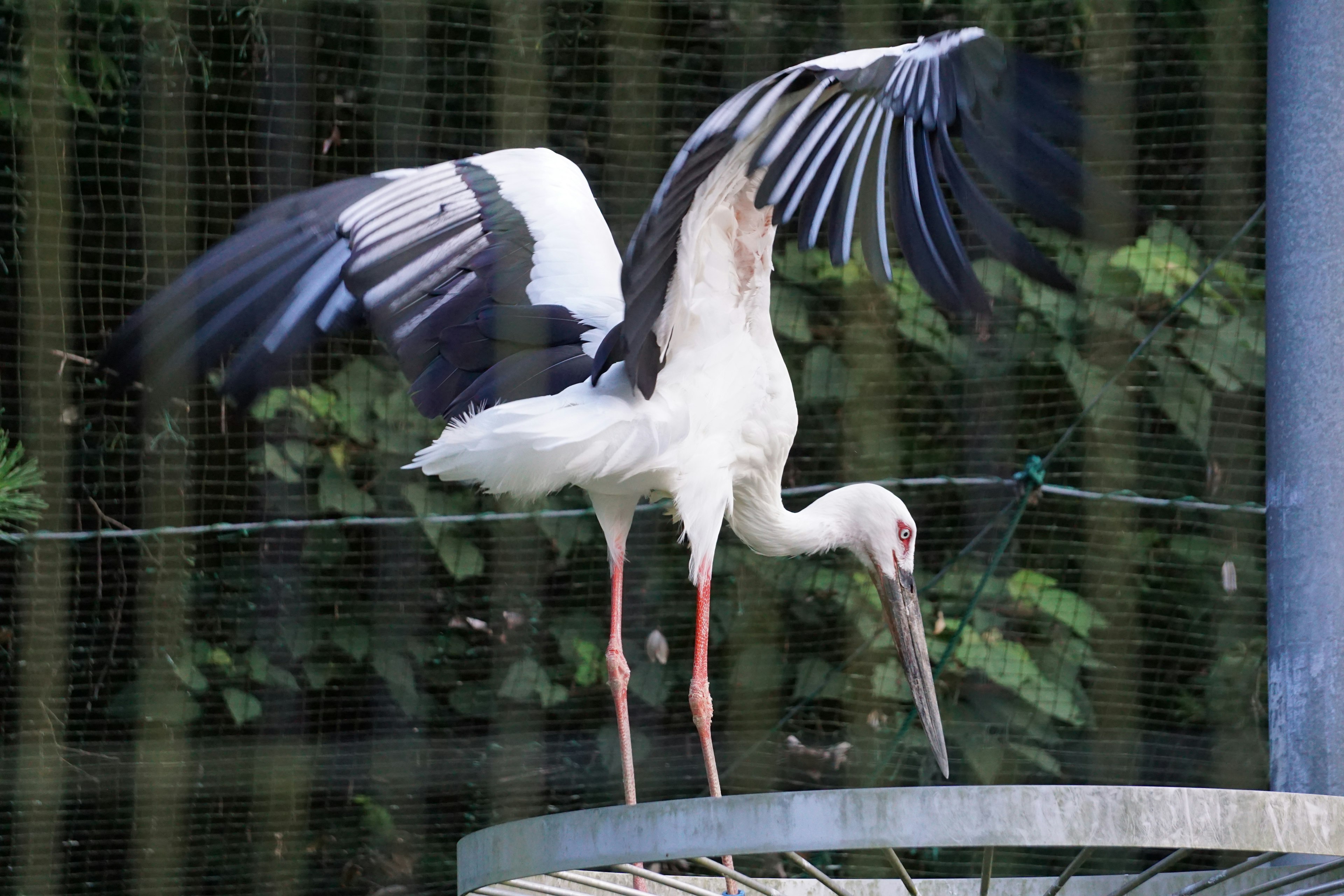 Ein weißer Storch breitet seine Flügel mit grünem Hintergrund aus