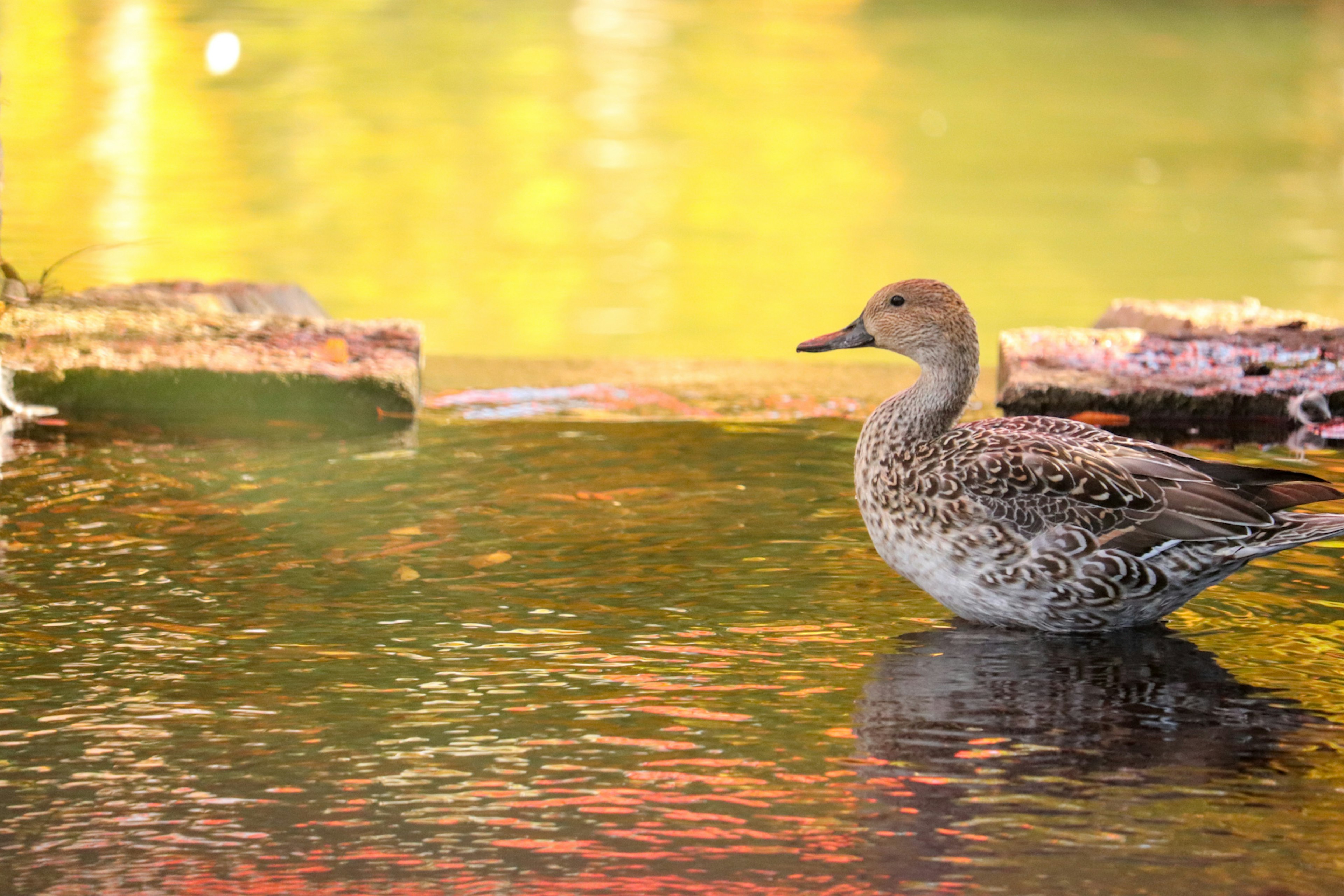 Un'anatra che galleggia sull'acqua con uno sfondo autunnale vivace