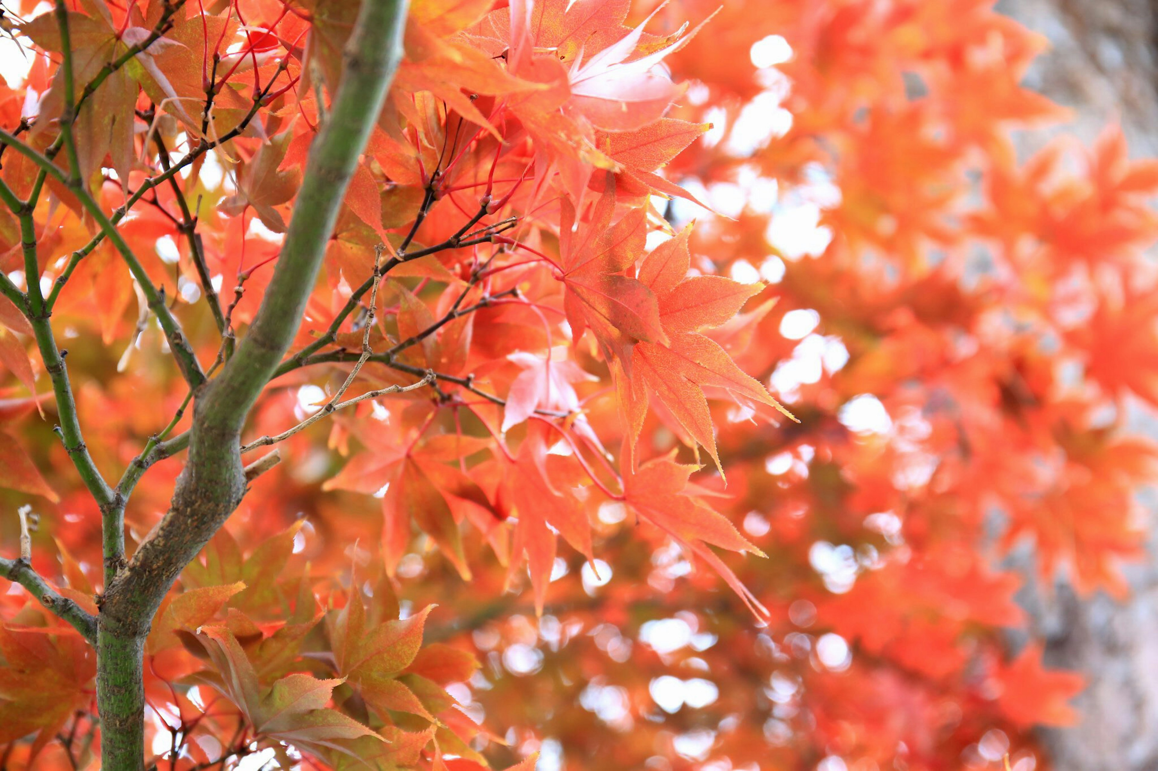 Vibrant orange maple leaves densely clustered