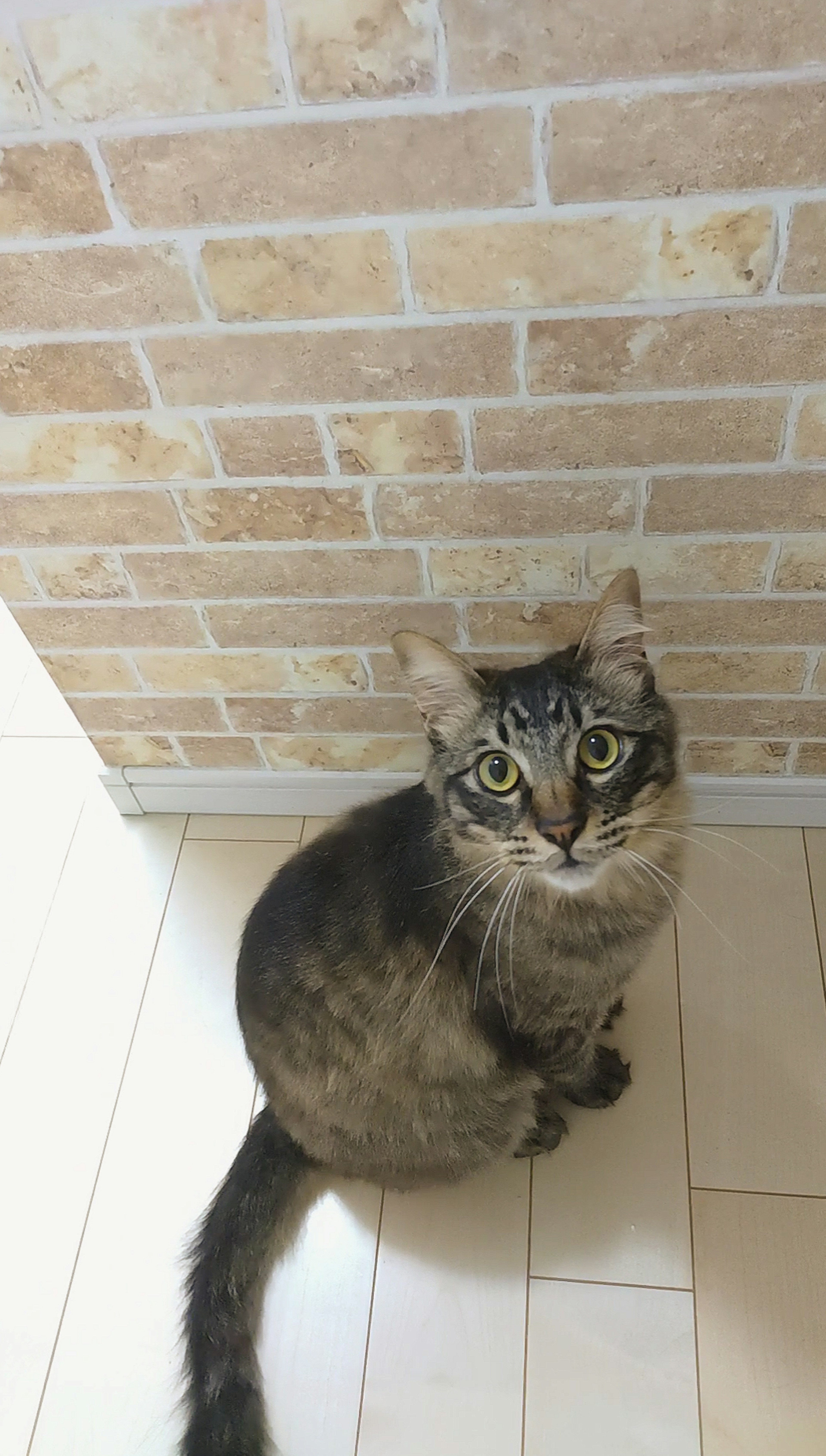 Gray cat sitting in front of a tiled wall