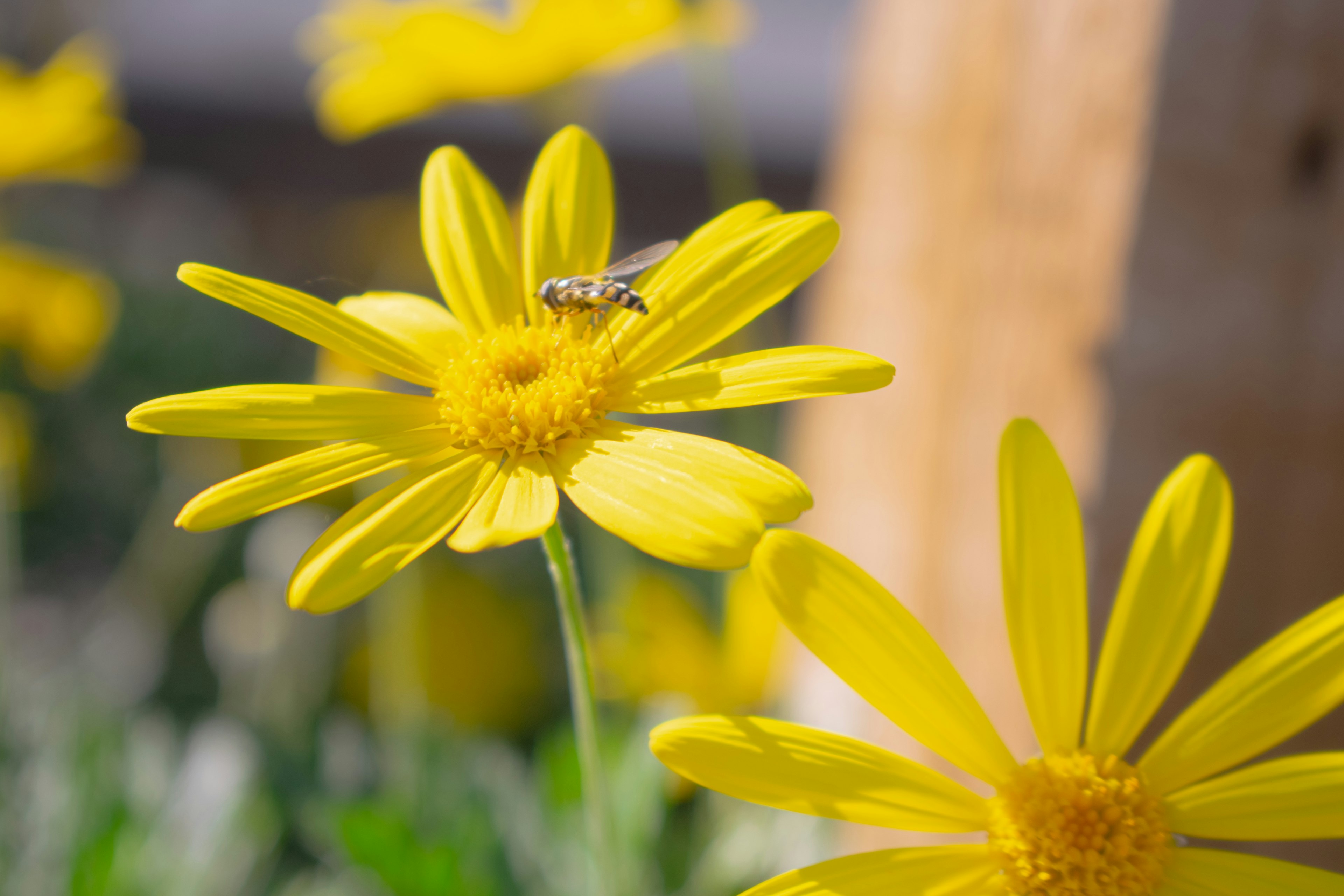 Close-up image of yellow flowers with a bee