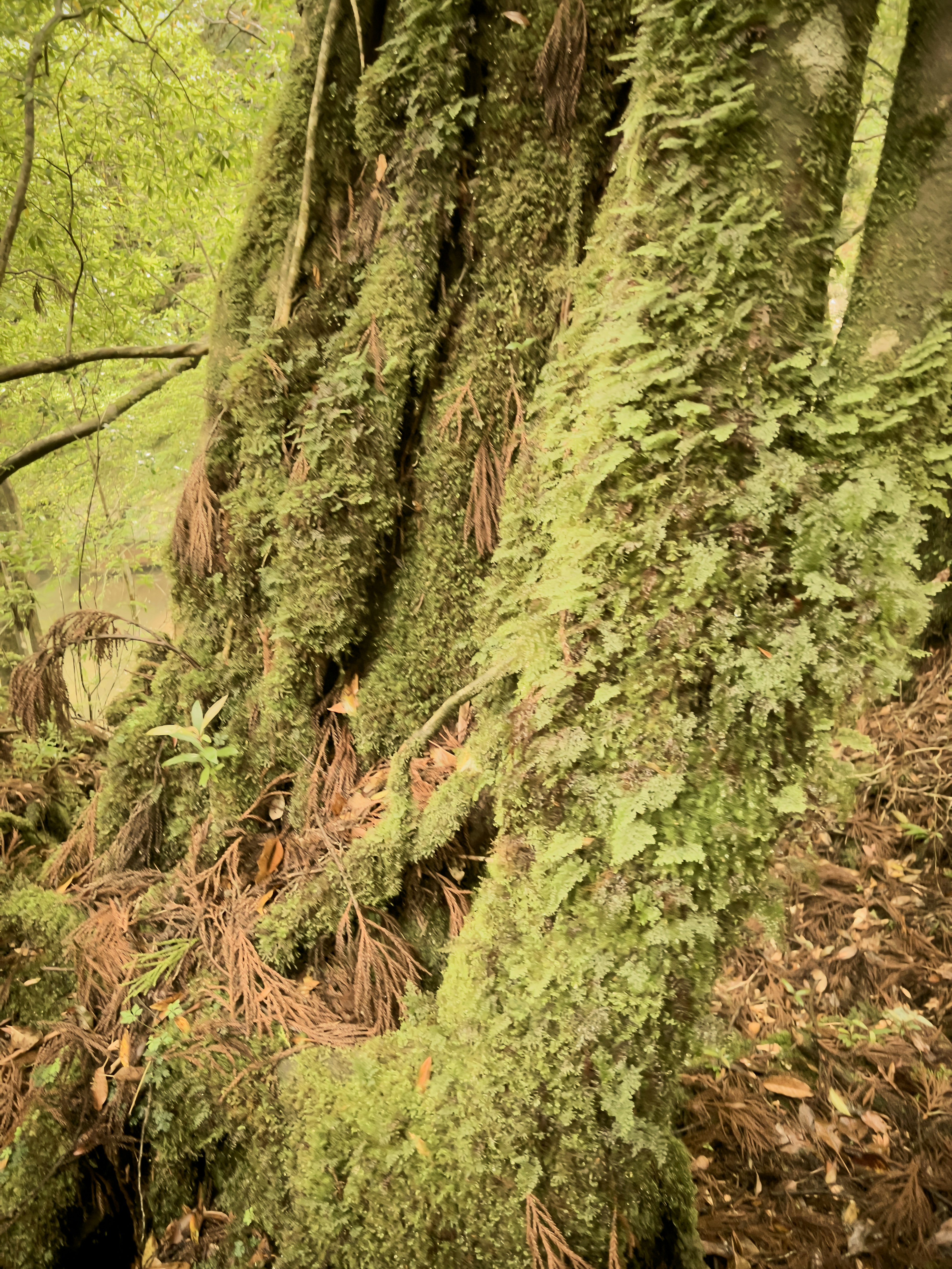 Tree trunk covered in green moss and ferns