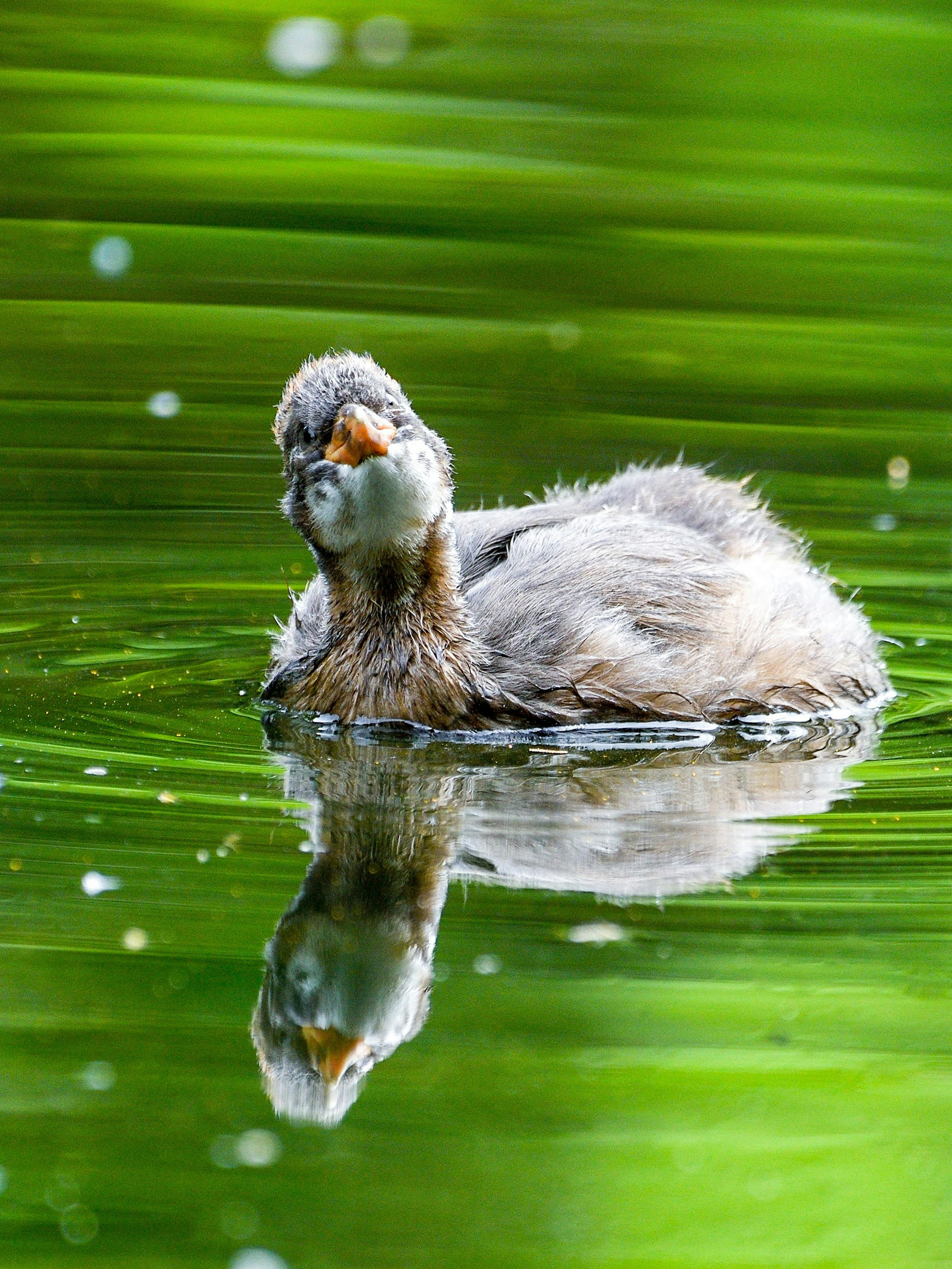 Un piccolo pulcino d'uccello acquatico che galleggia sulla superficie dell'acqua con un'immagine riflessa