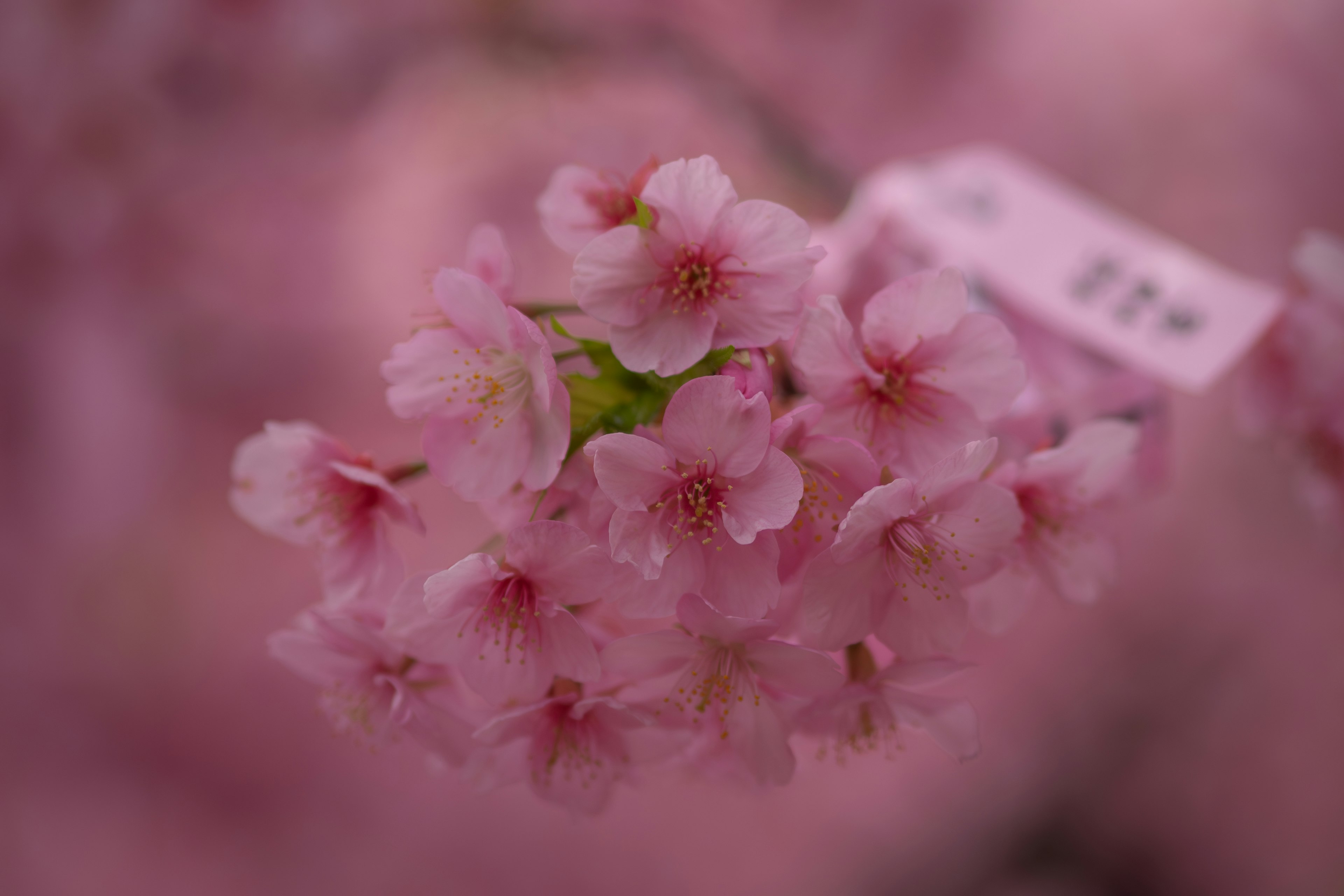 Acercamiento de flores de cerezo en tonos rosa suaves