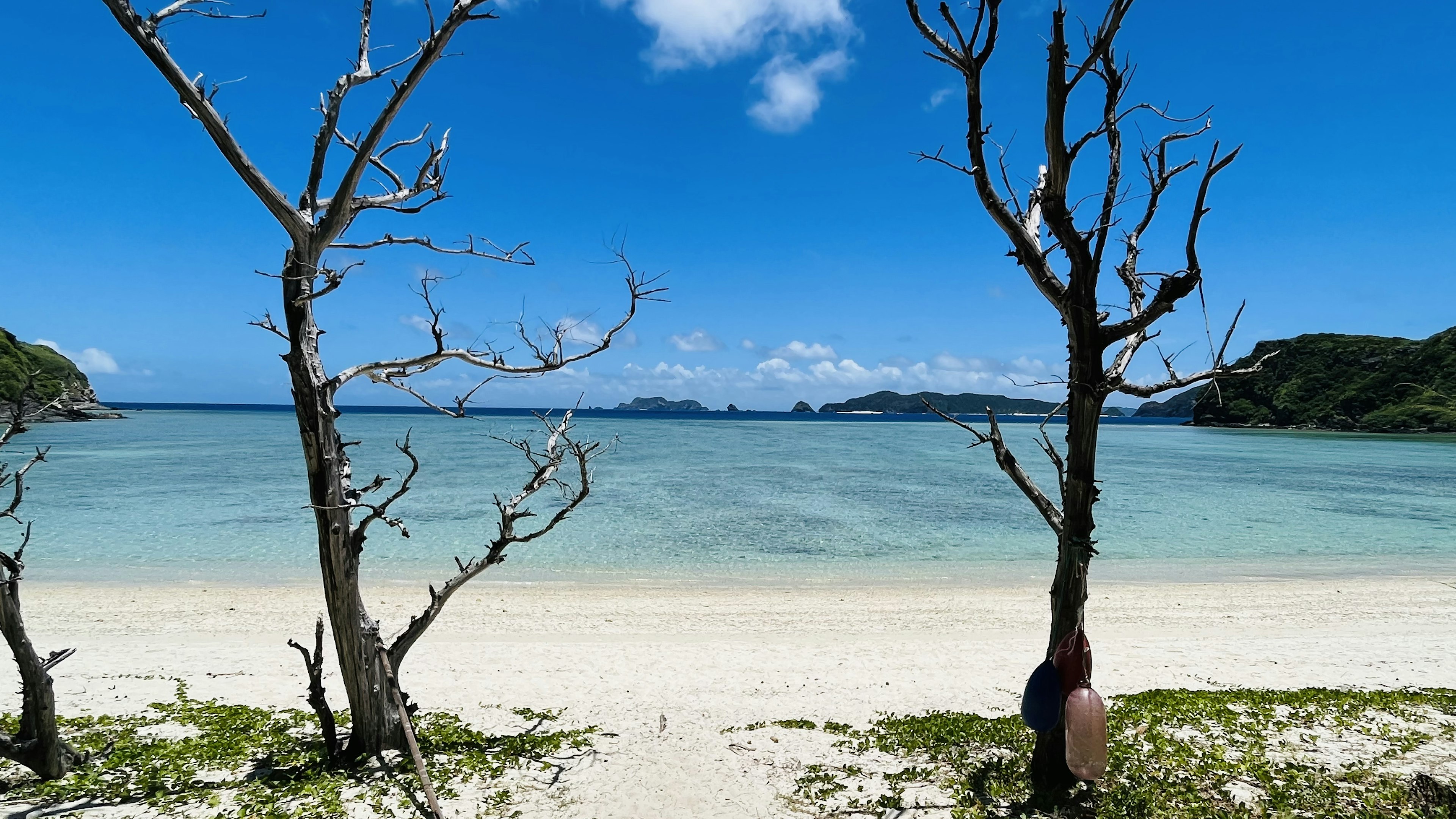 青い海と空が広がるビーチに立つ枯れ木の風景