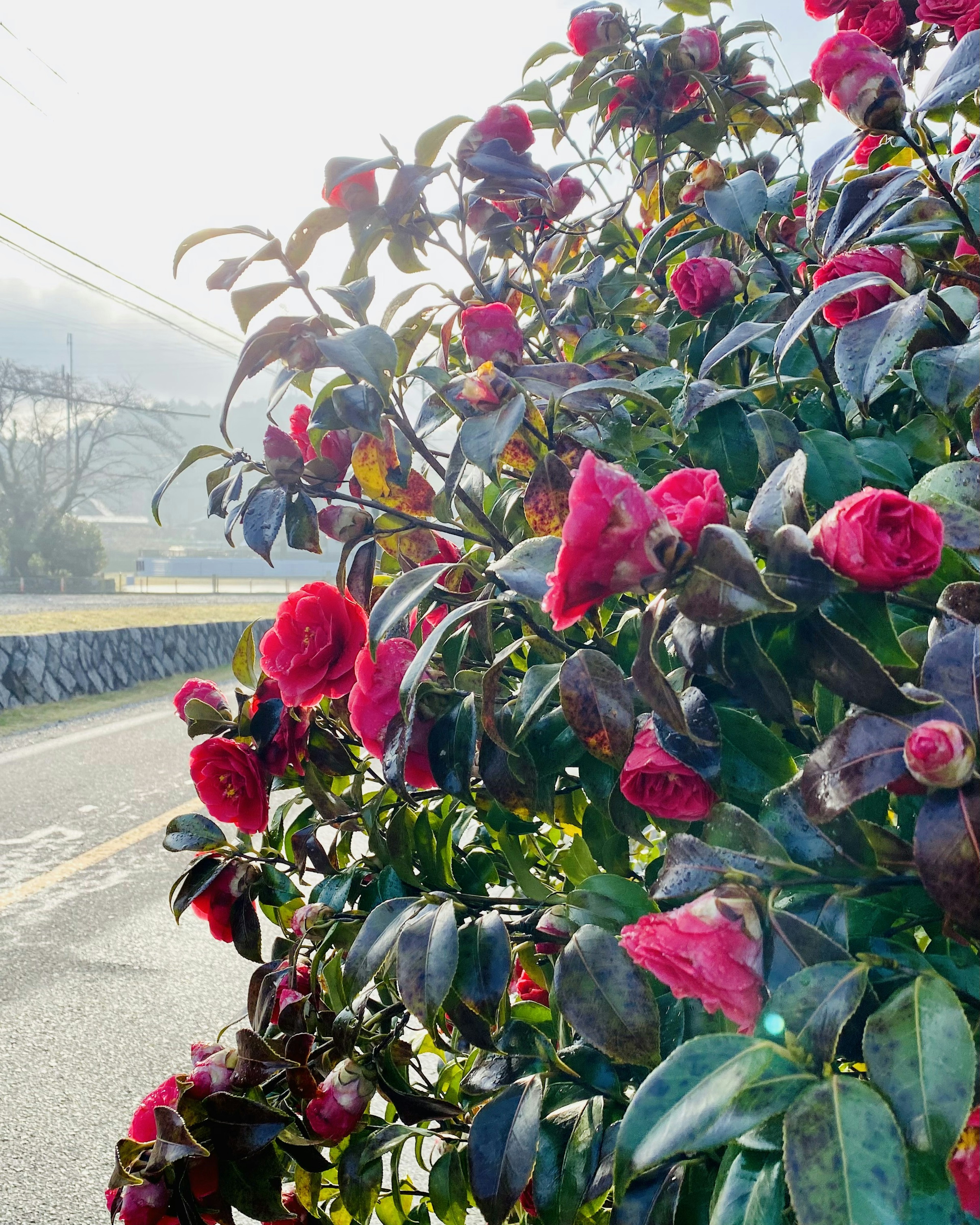 Vibrant red flowers on a bush with green leaves beside a road