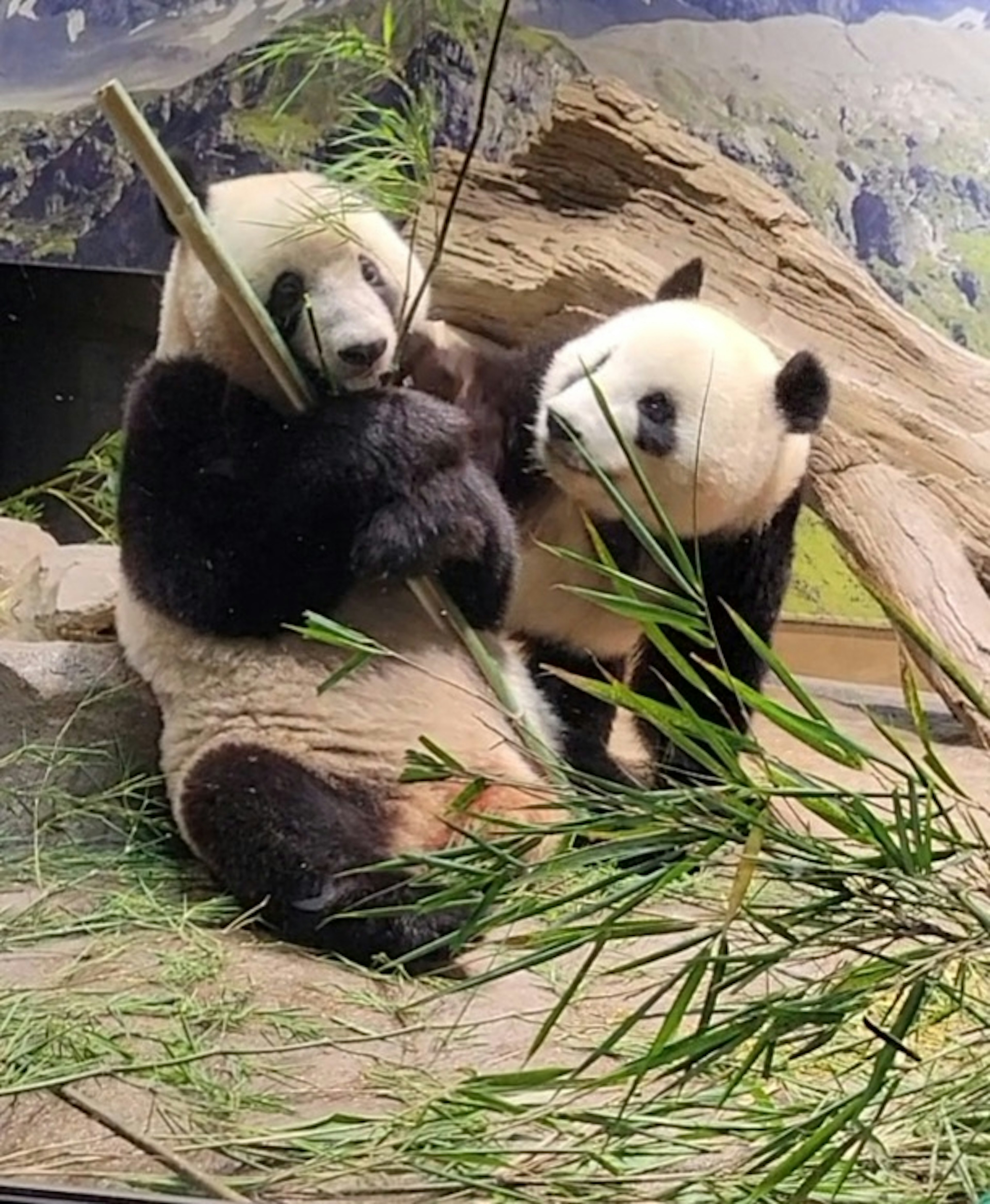 Dos pandas comiendo bambú en un entorno natural