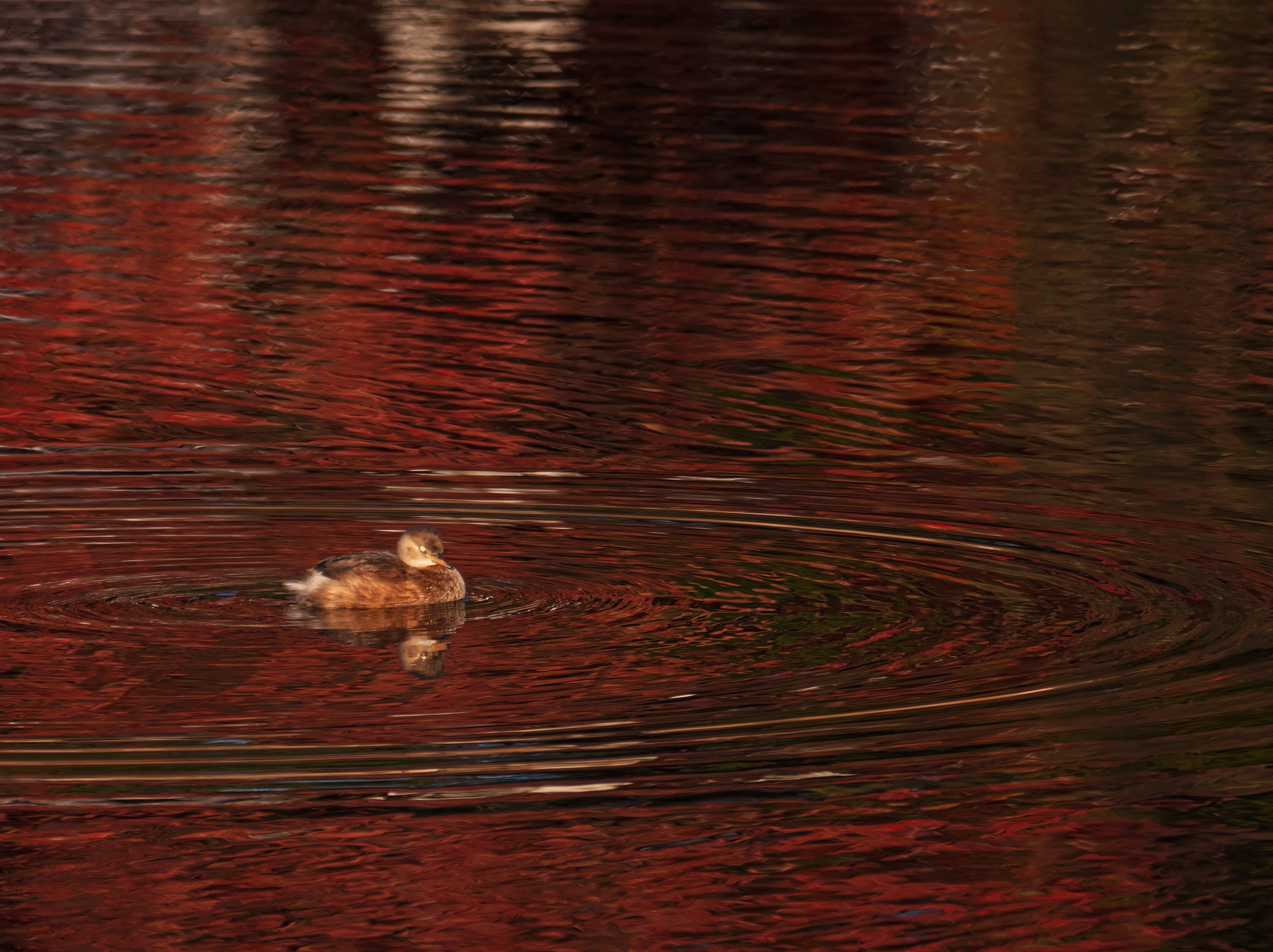 Anatra che galleggia sull'acqua riflettendo un fogliame rosso