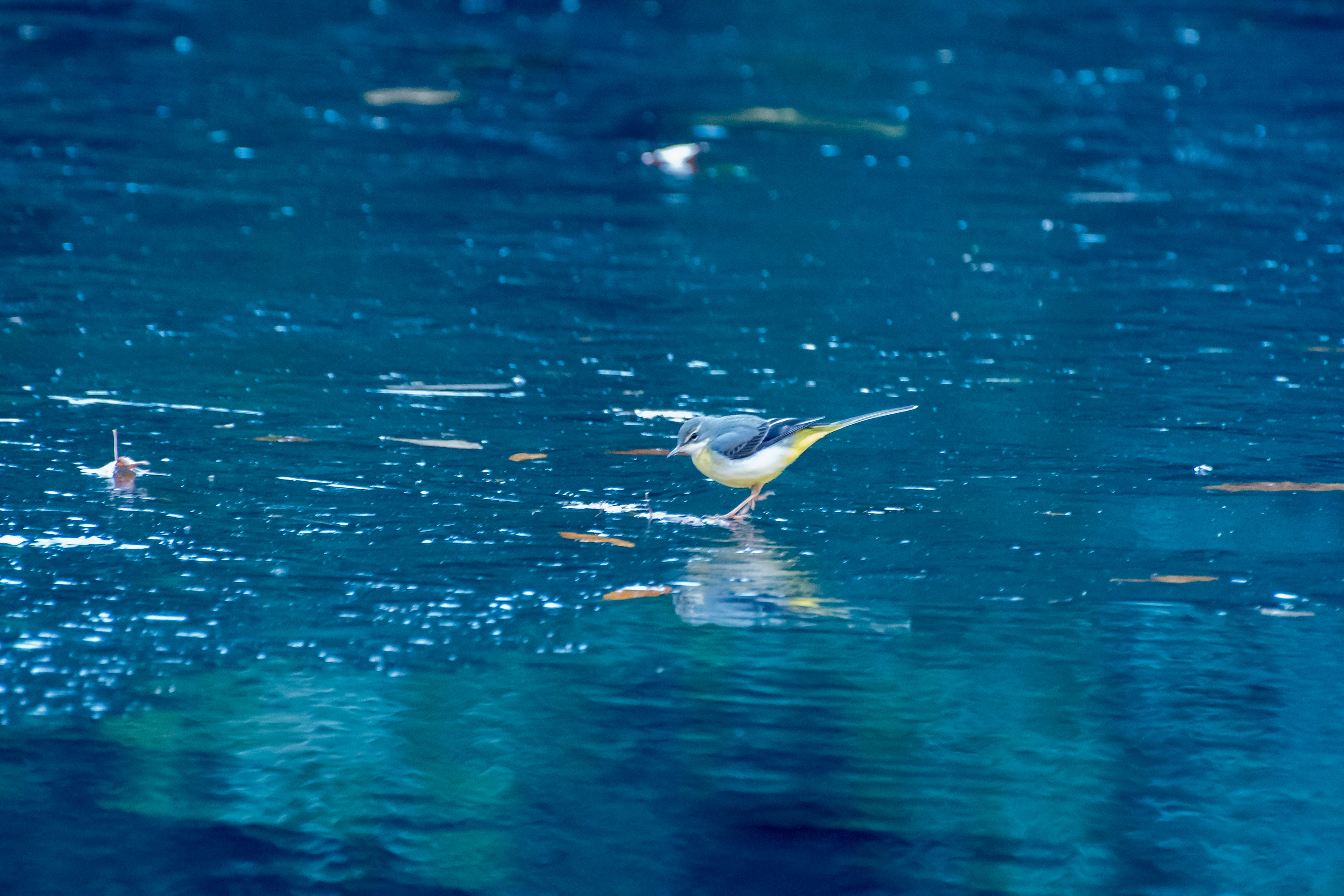 Vibrant moment of a bird skimming over the water