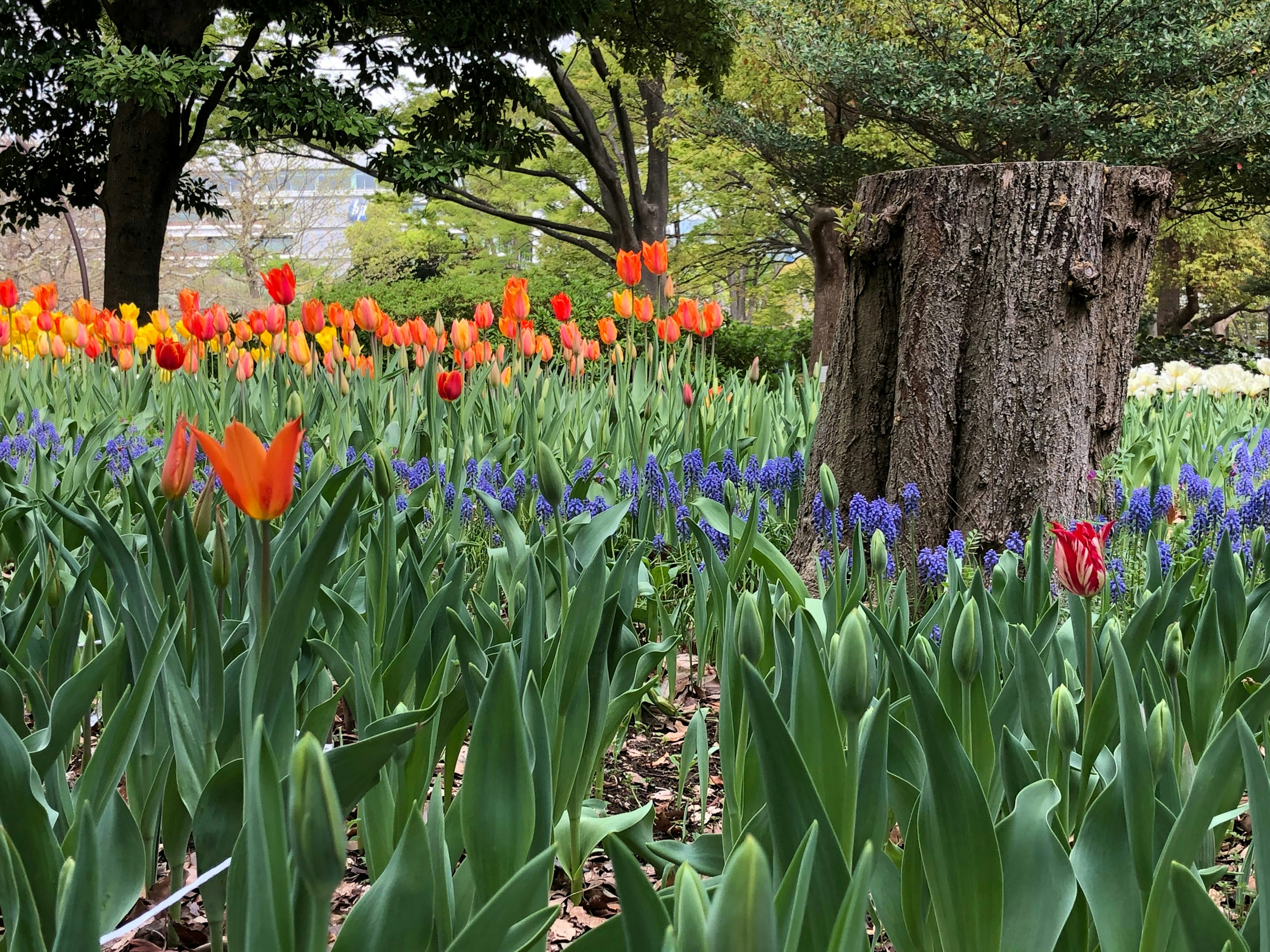 Tulipanes coloridos y jacintos de uva floreciendo en un jardín