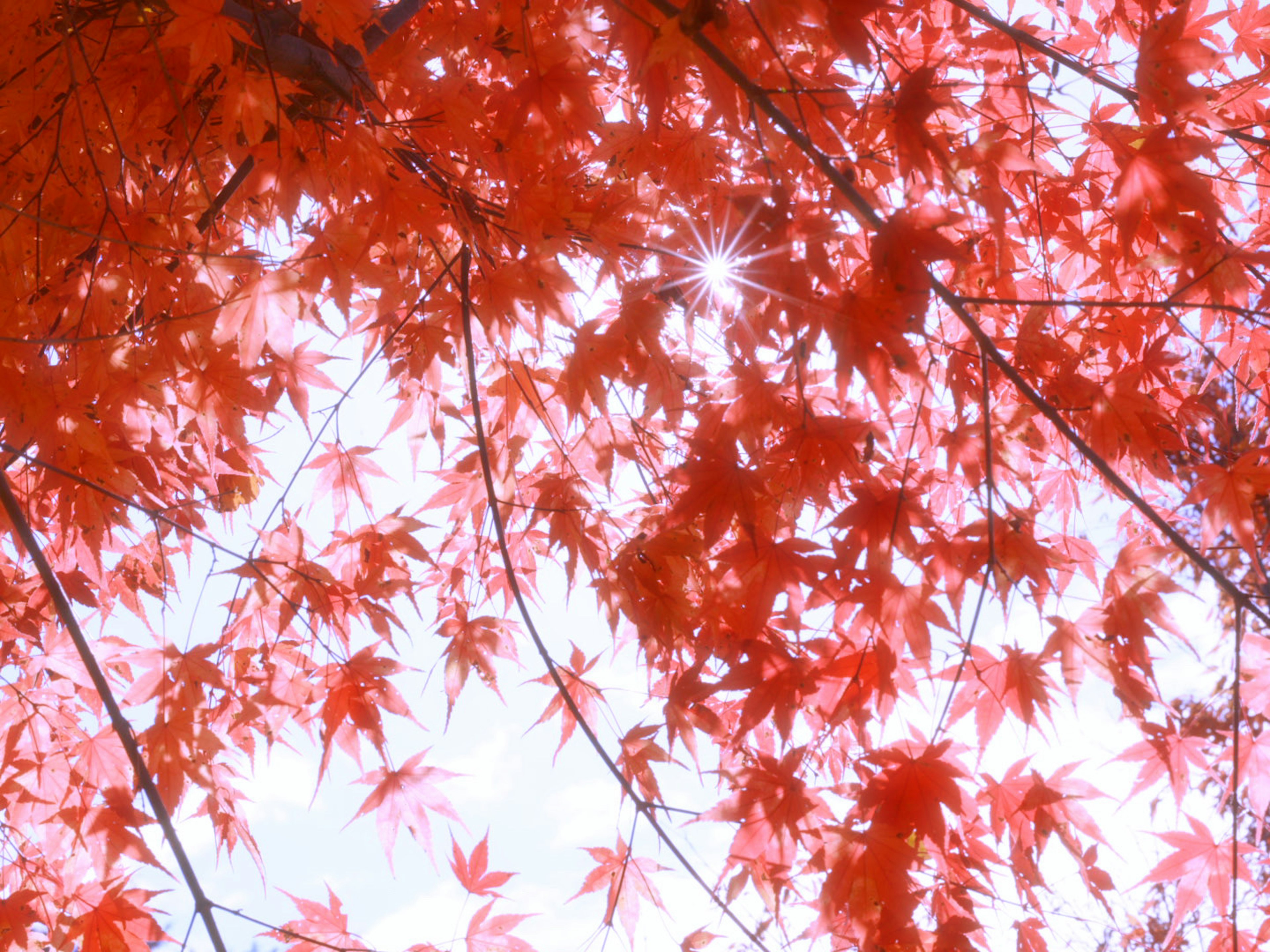 Foglie rosse vibranti che filtrano la luce del sole