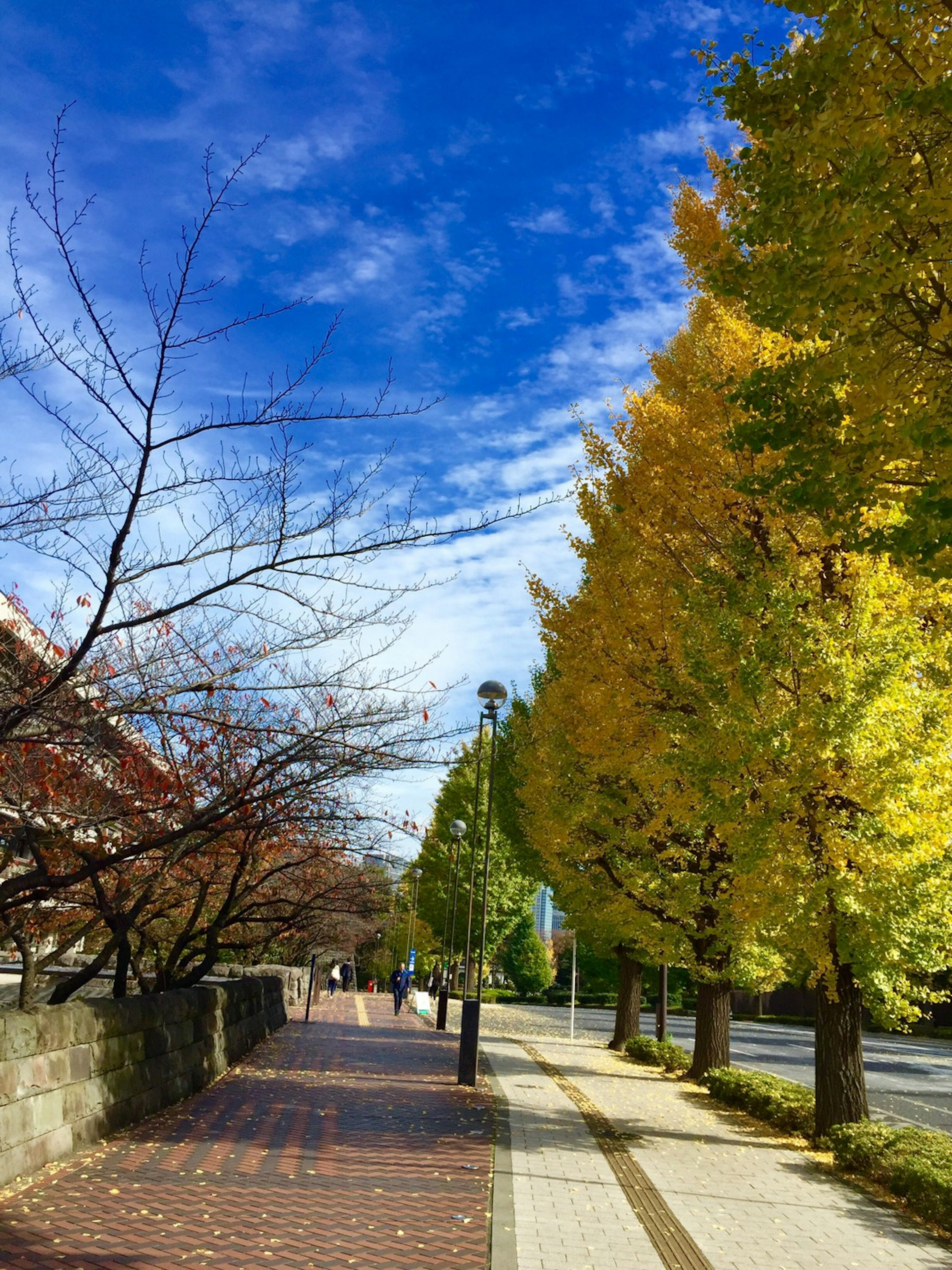 Promenade bordée d'arbres aux feuilles jaunes sous un ciel bleu