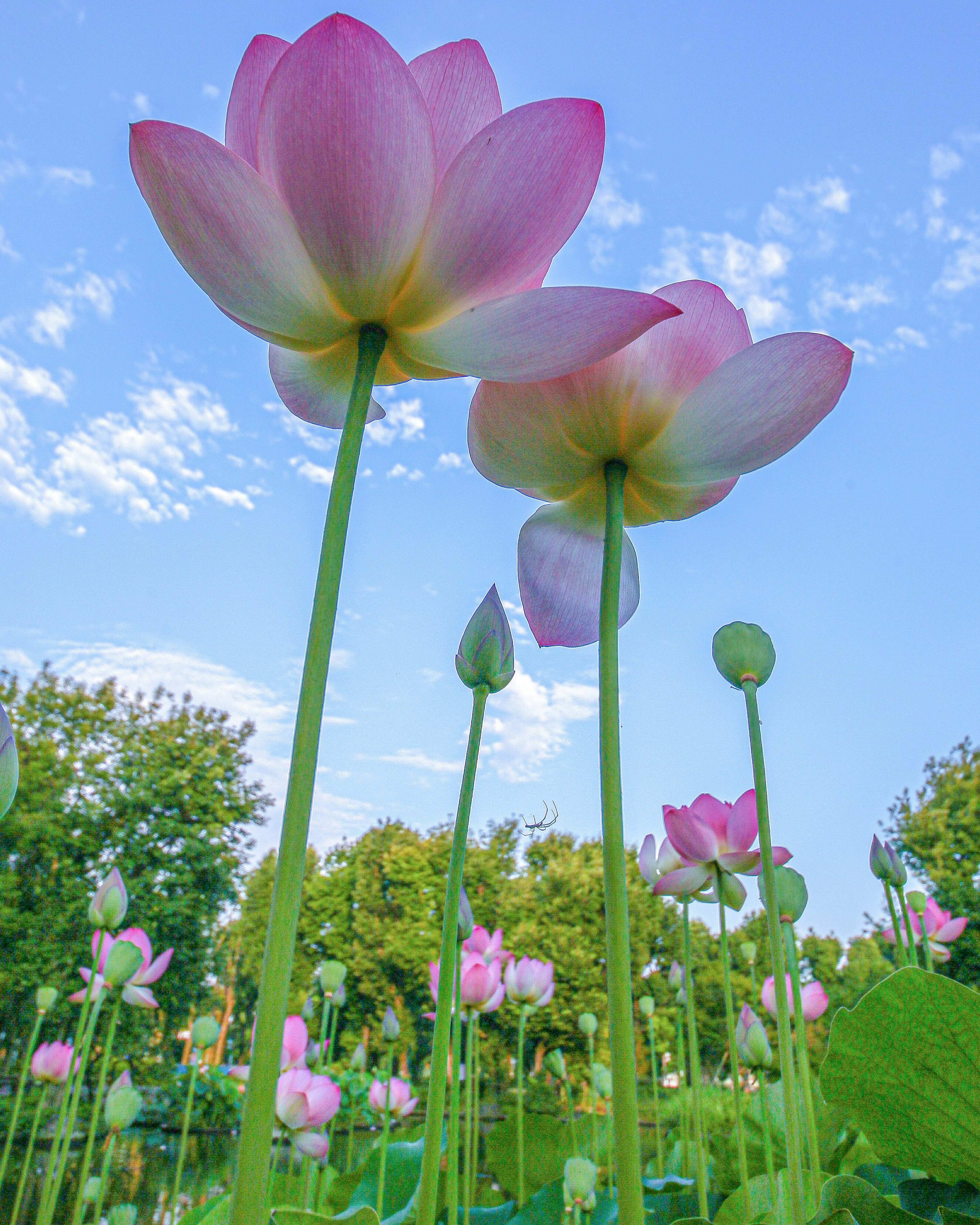 Beautiful scene of pink lotus flowers and buds under a blue sky